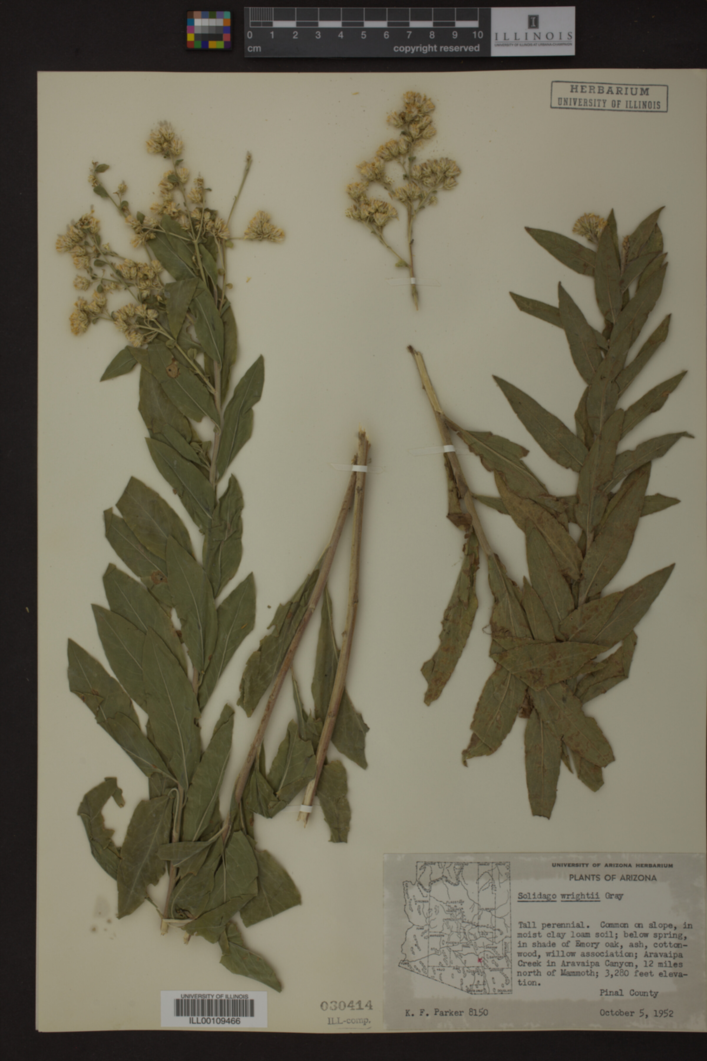 Solidago wrightii image