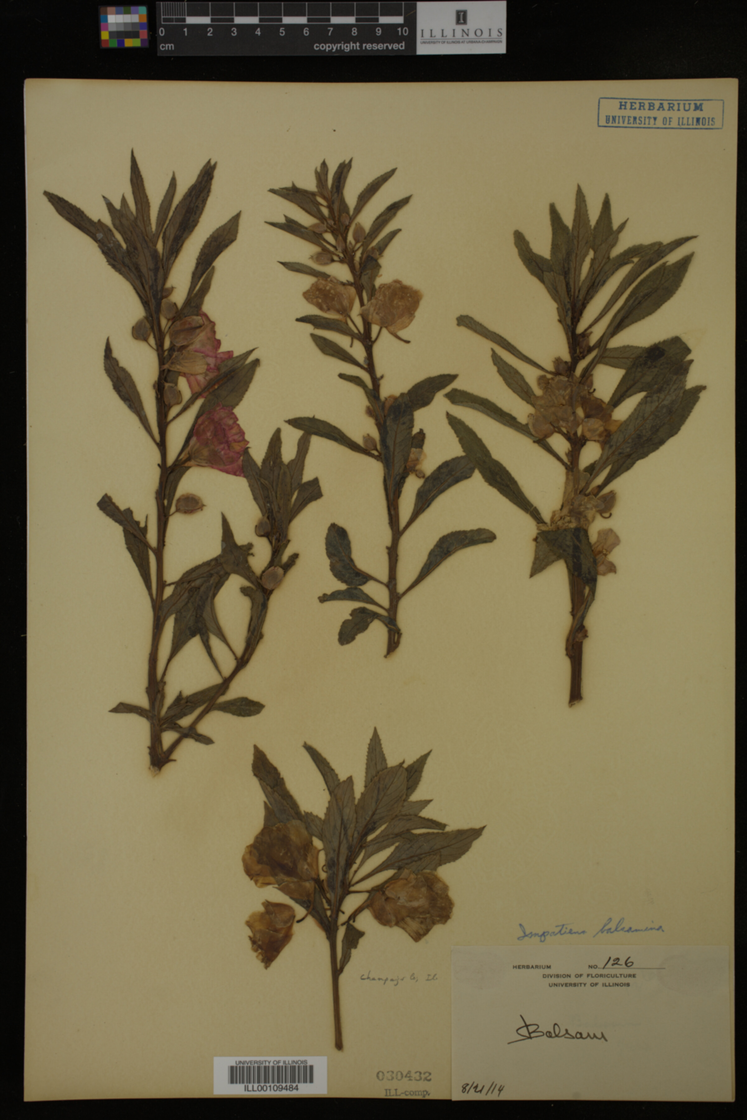 Impatiens balsamina image