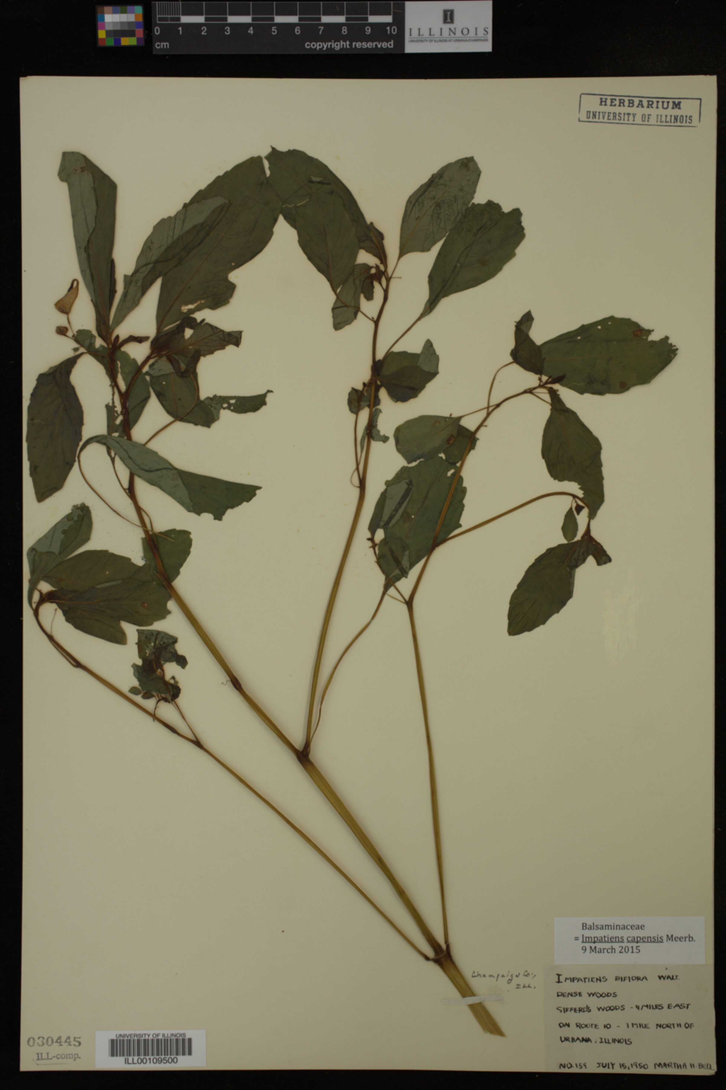 Impatiens capensis image