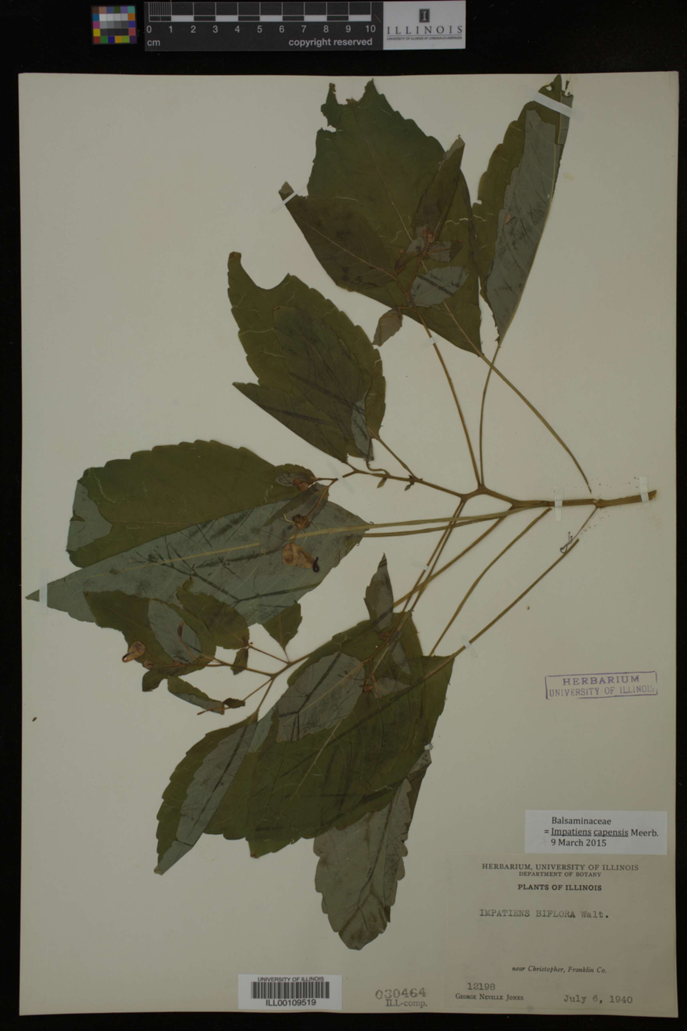 Balsaminaceae image