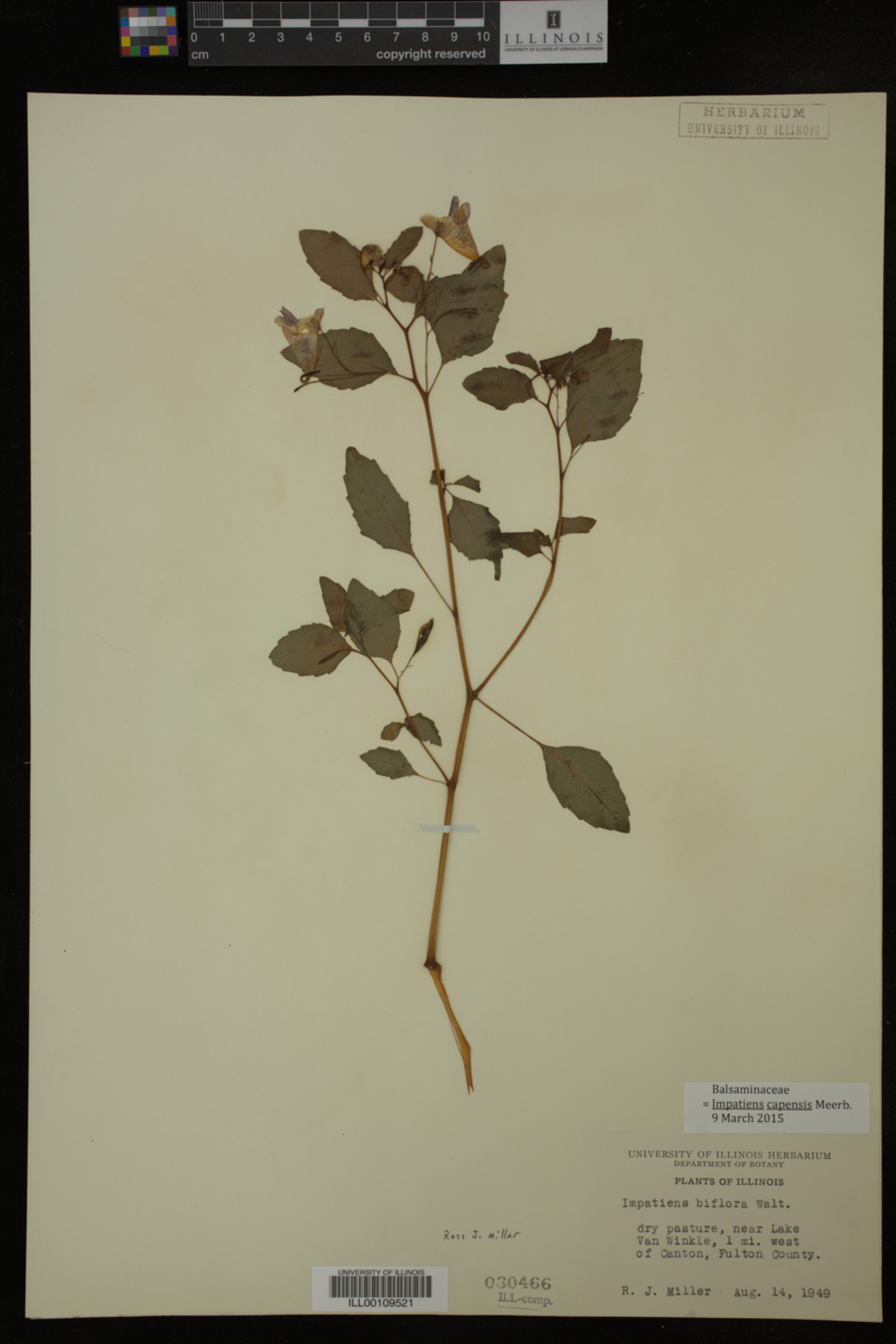 Impatiens image