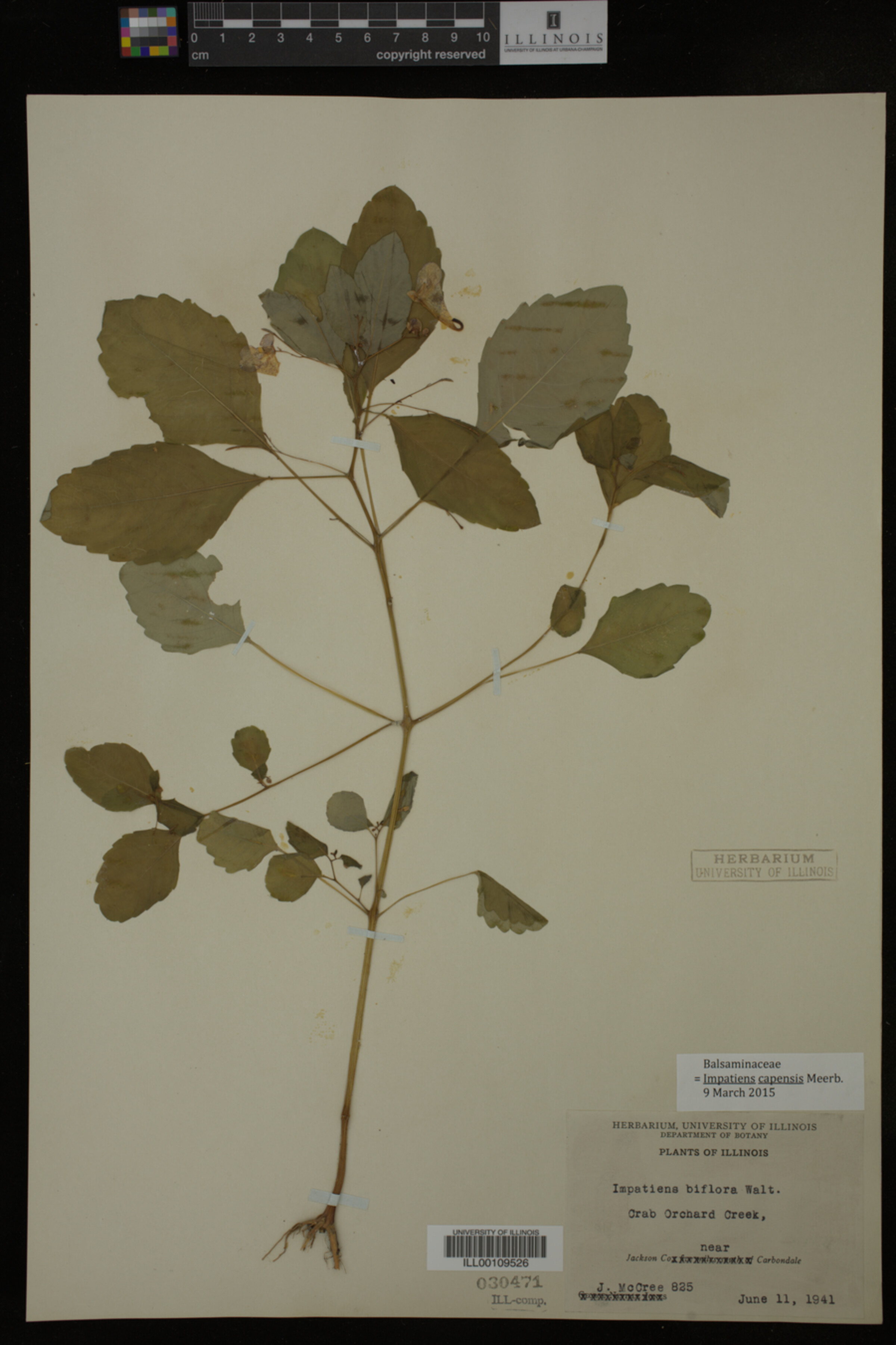 Impatiens capensis image