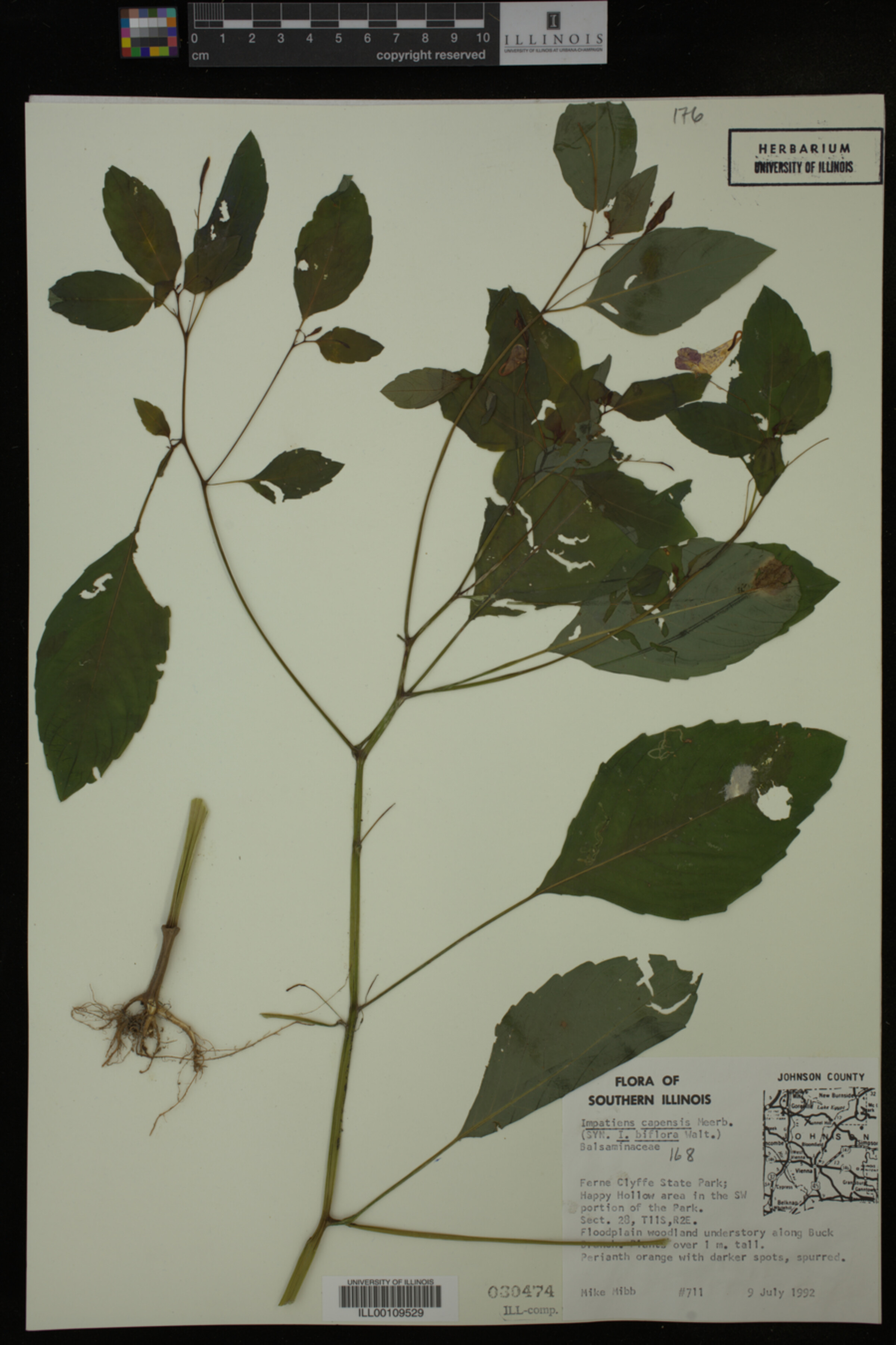 Impatiens capensis image