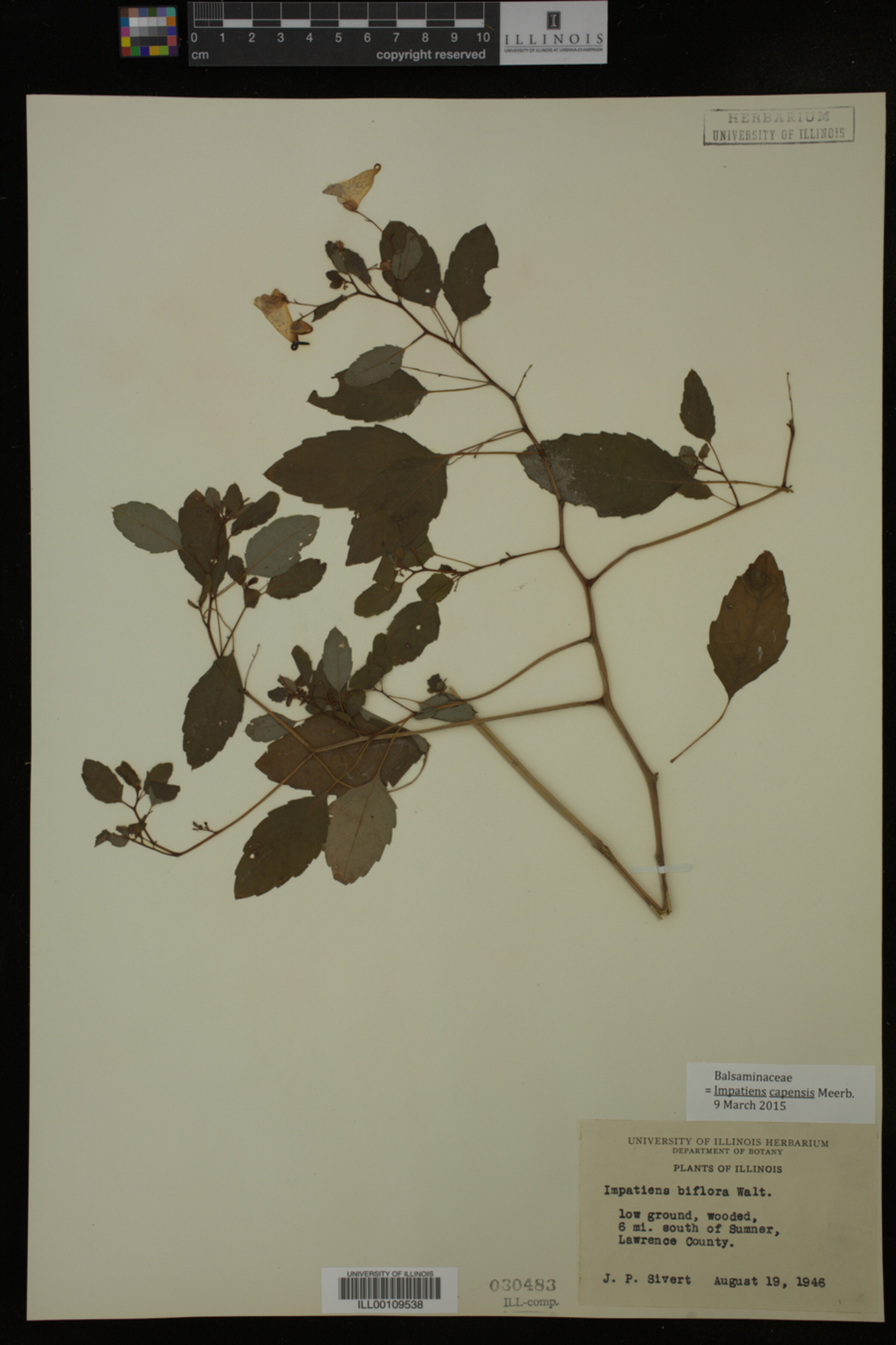 Impatiens capensis image