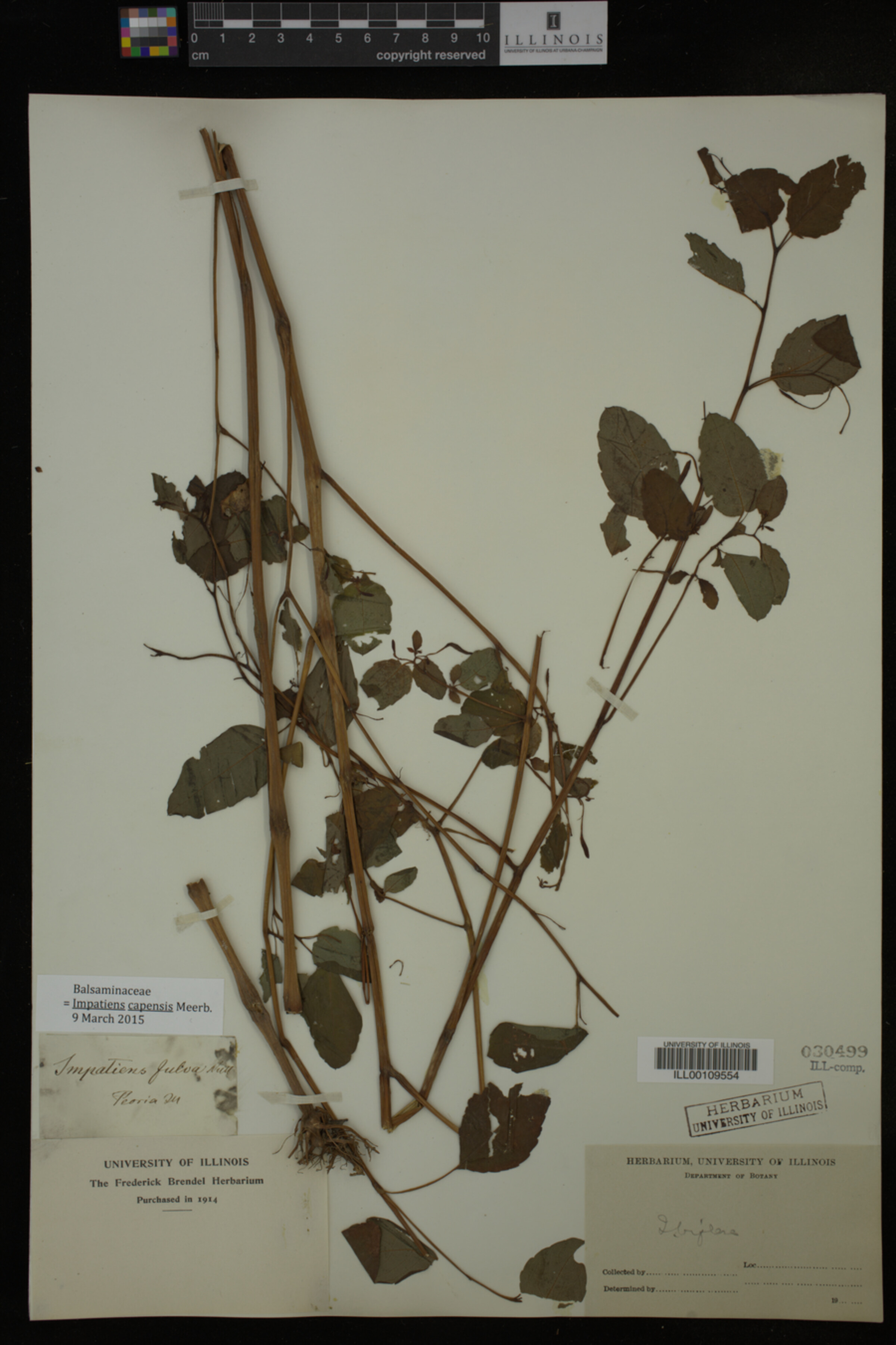 Balsaminaceae image