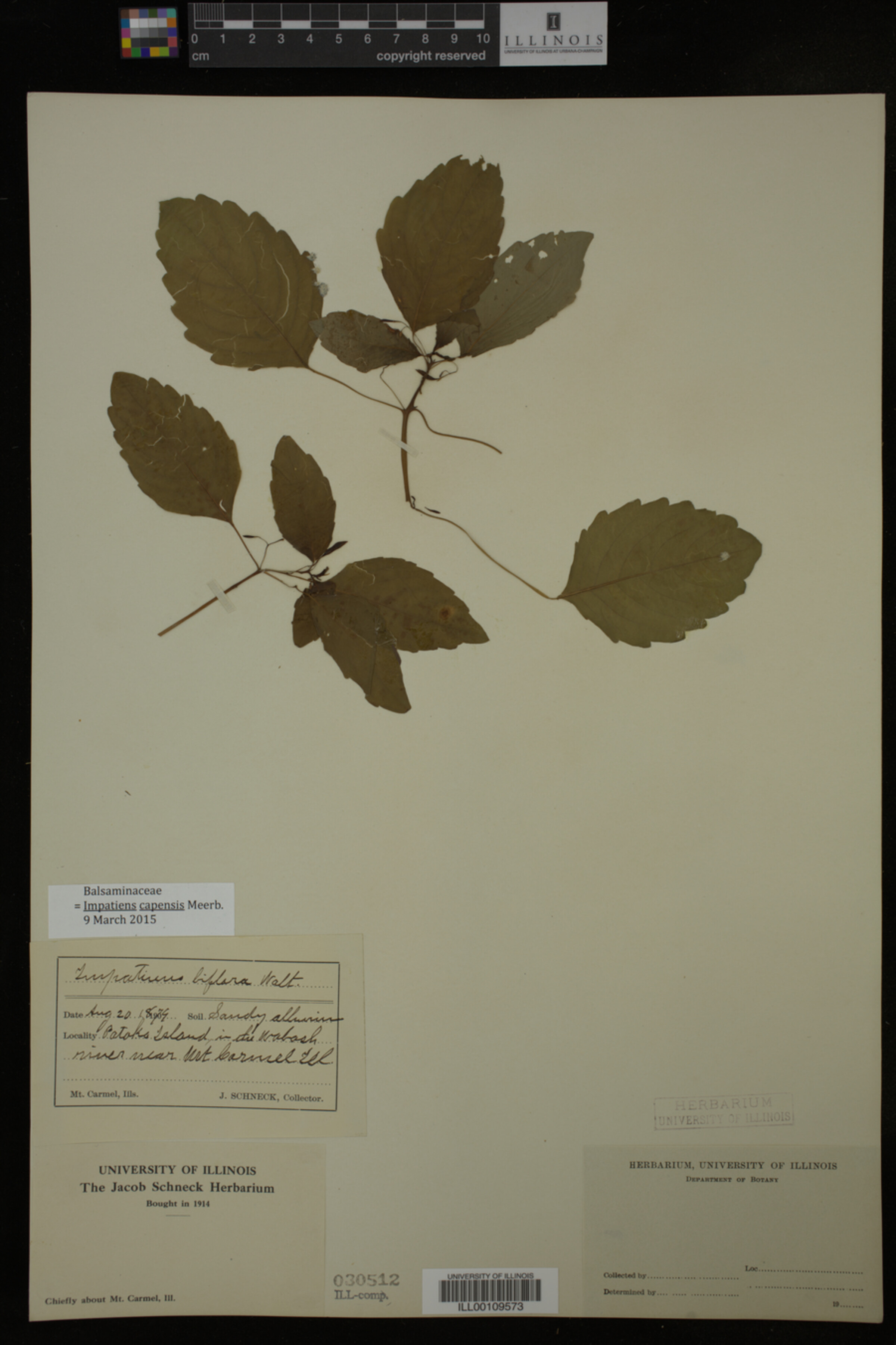Impatiens capensis image