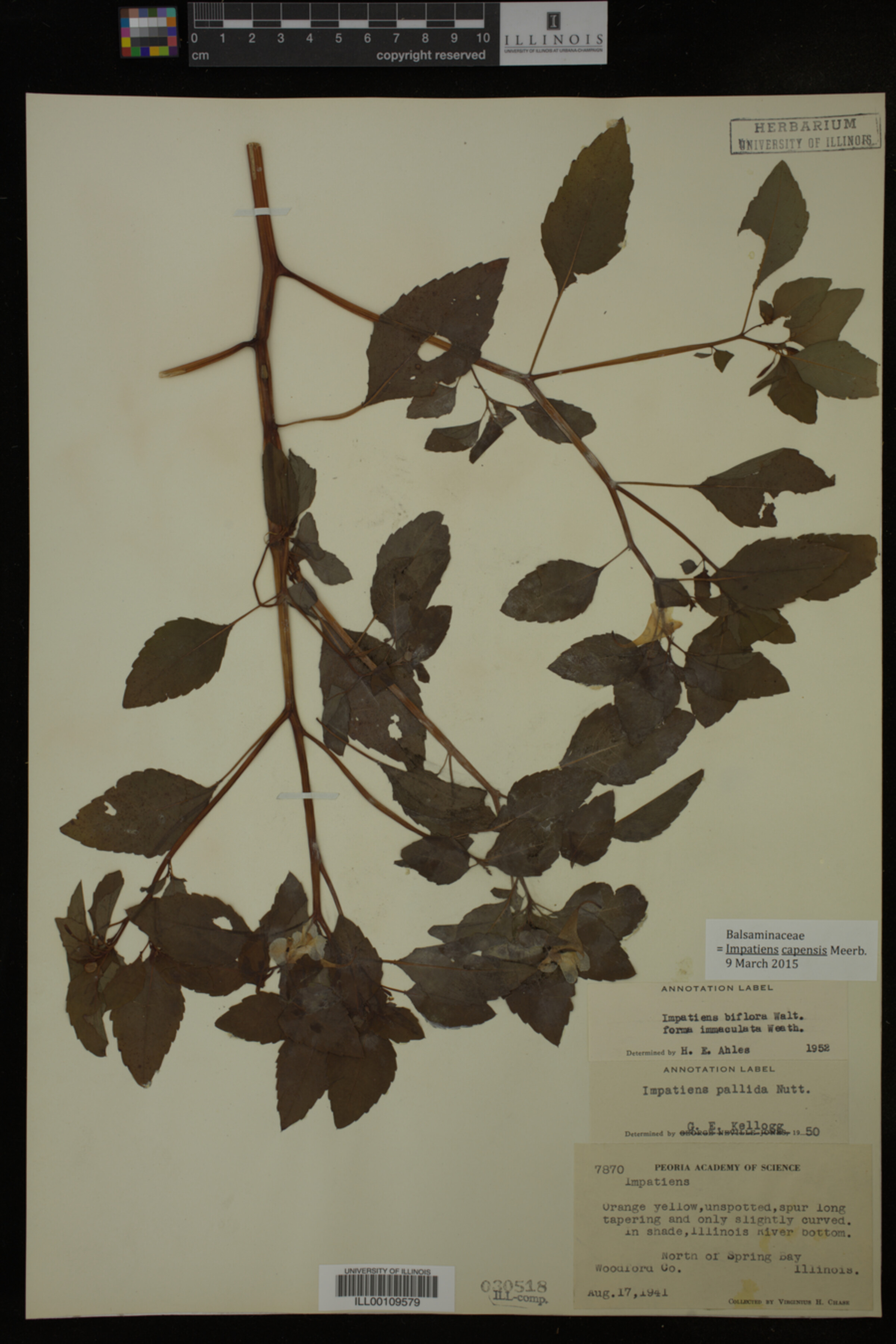 Impatiens capensis image