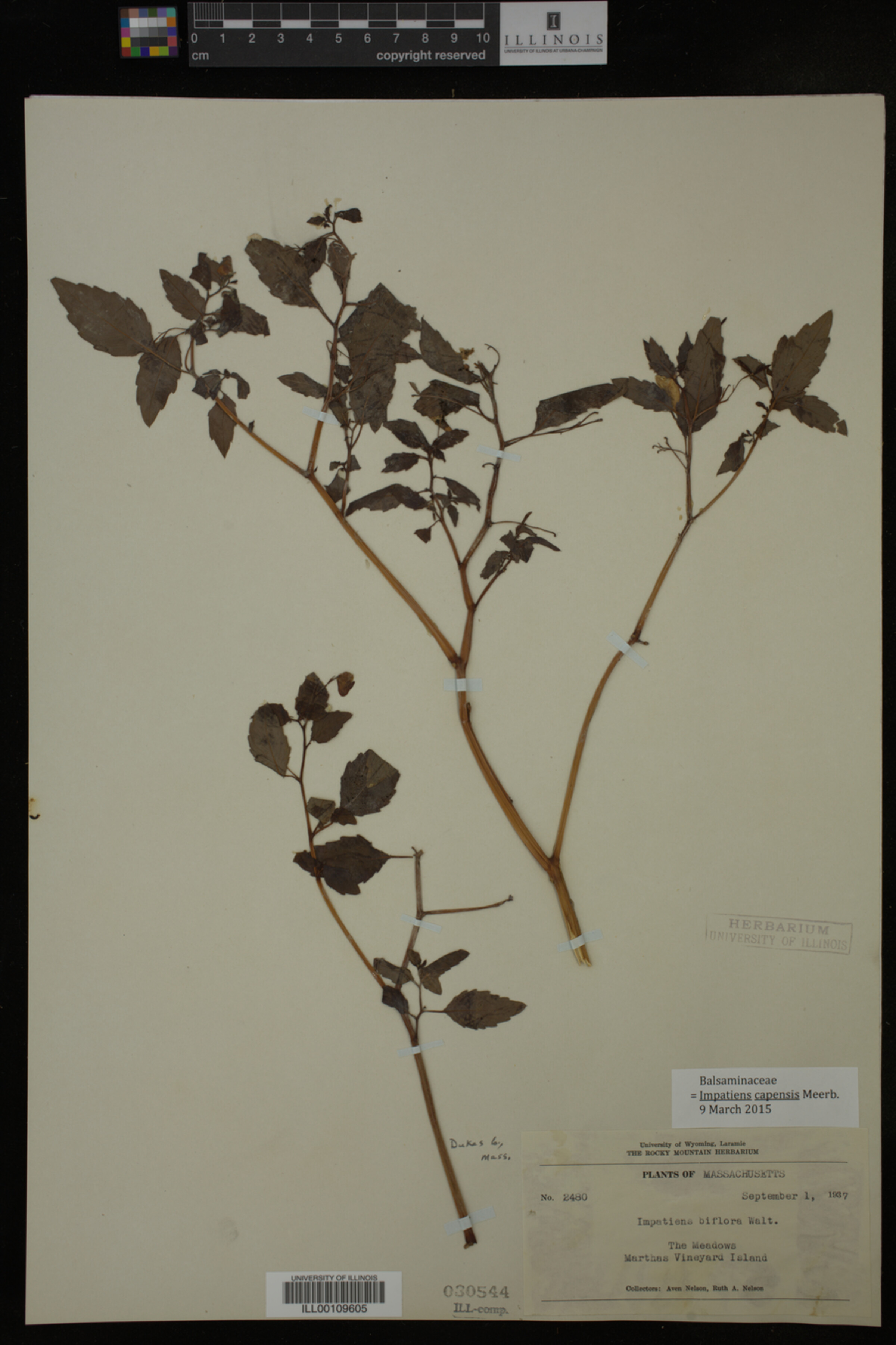 Impatiens image