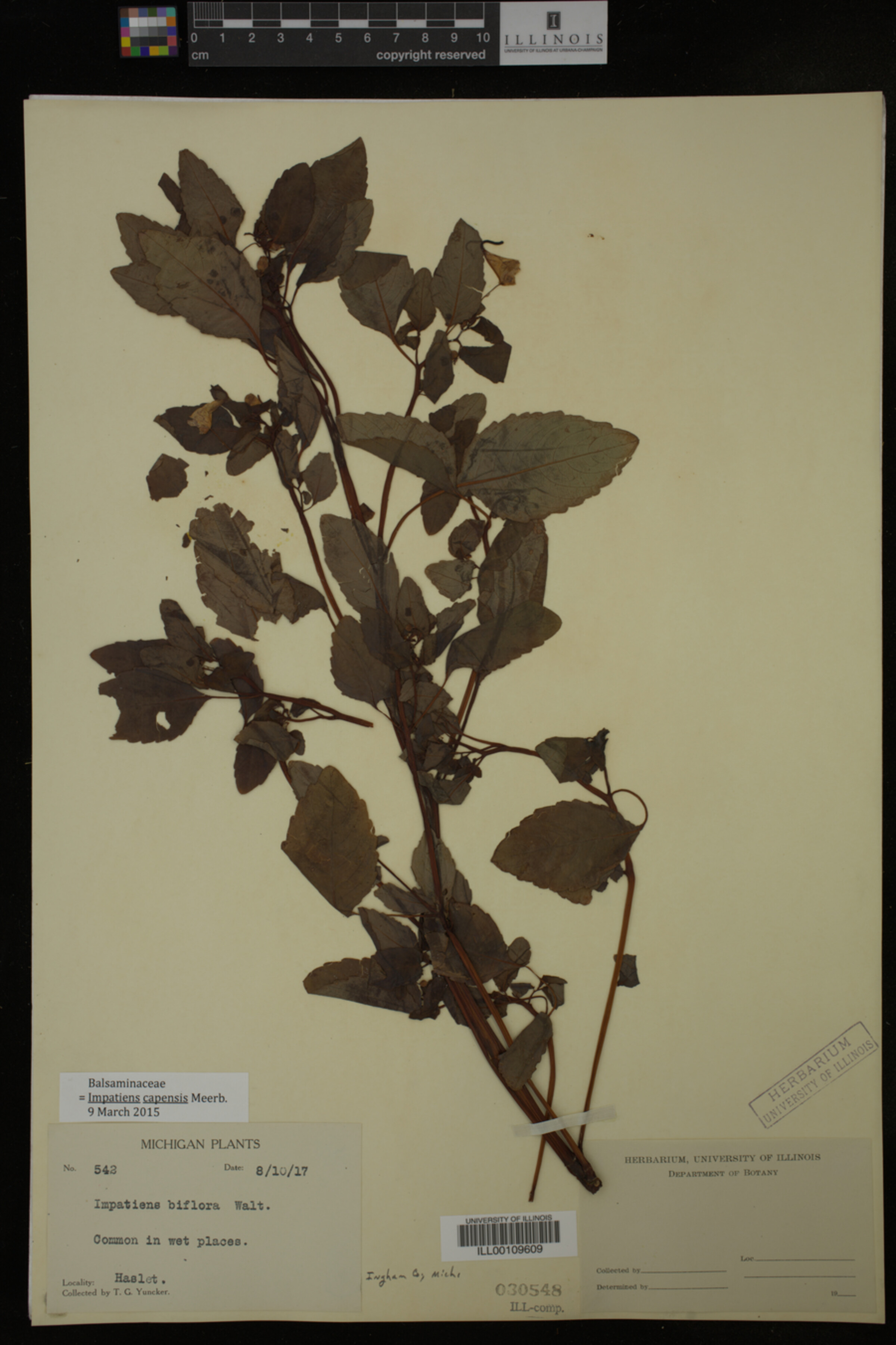 Balsaminaceae image