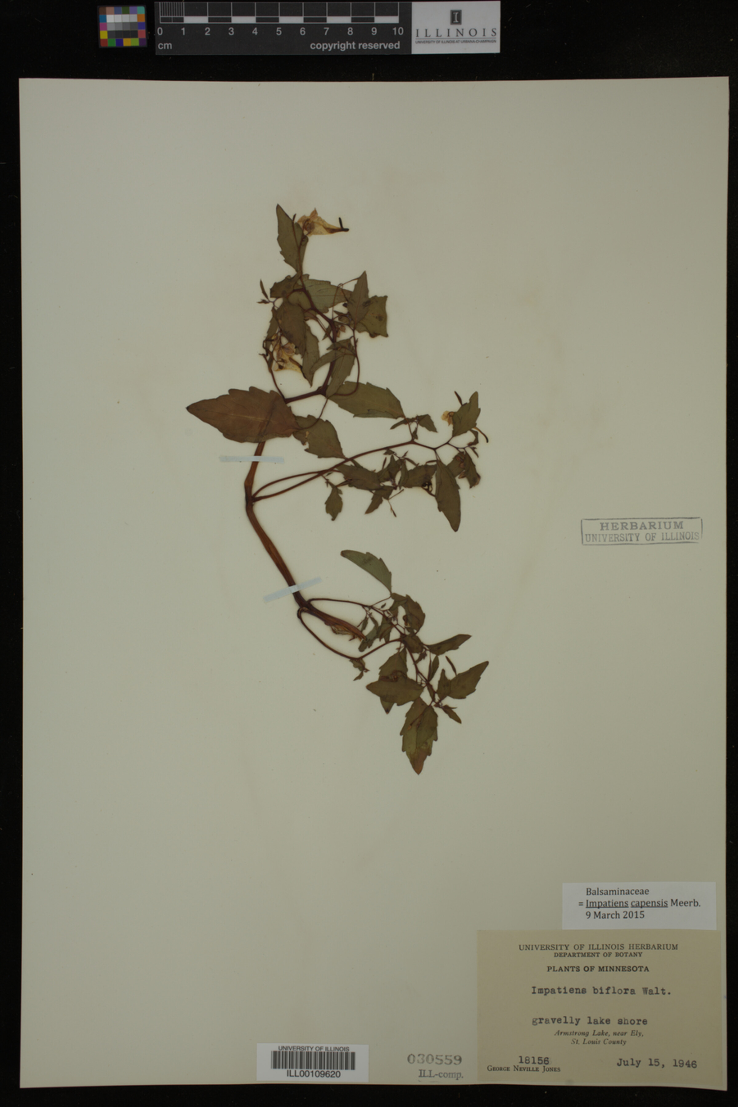 Balsaminaceae image
