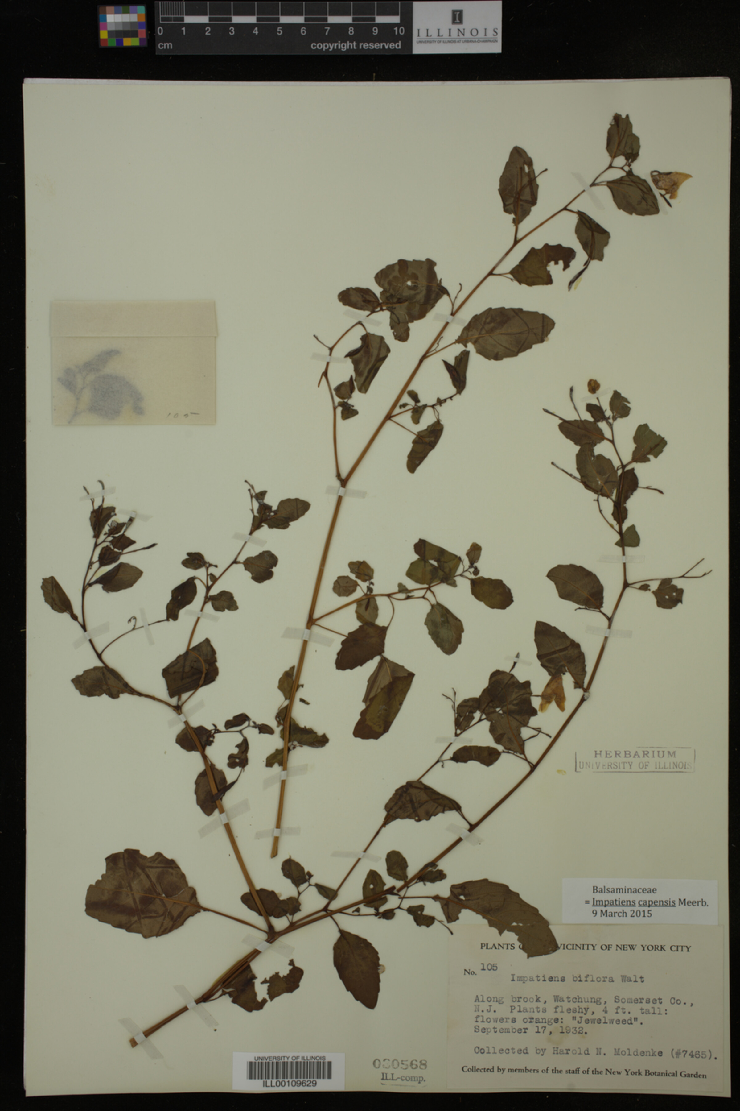 Impatiens capensis image