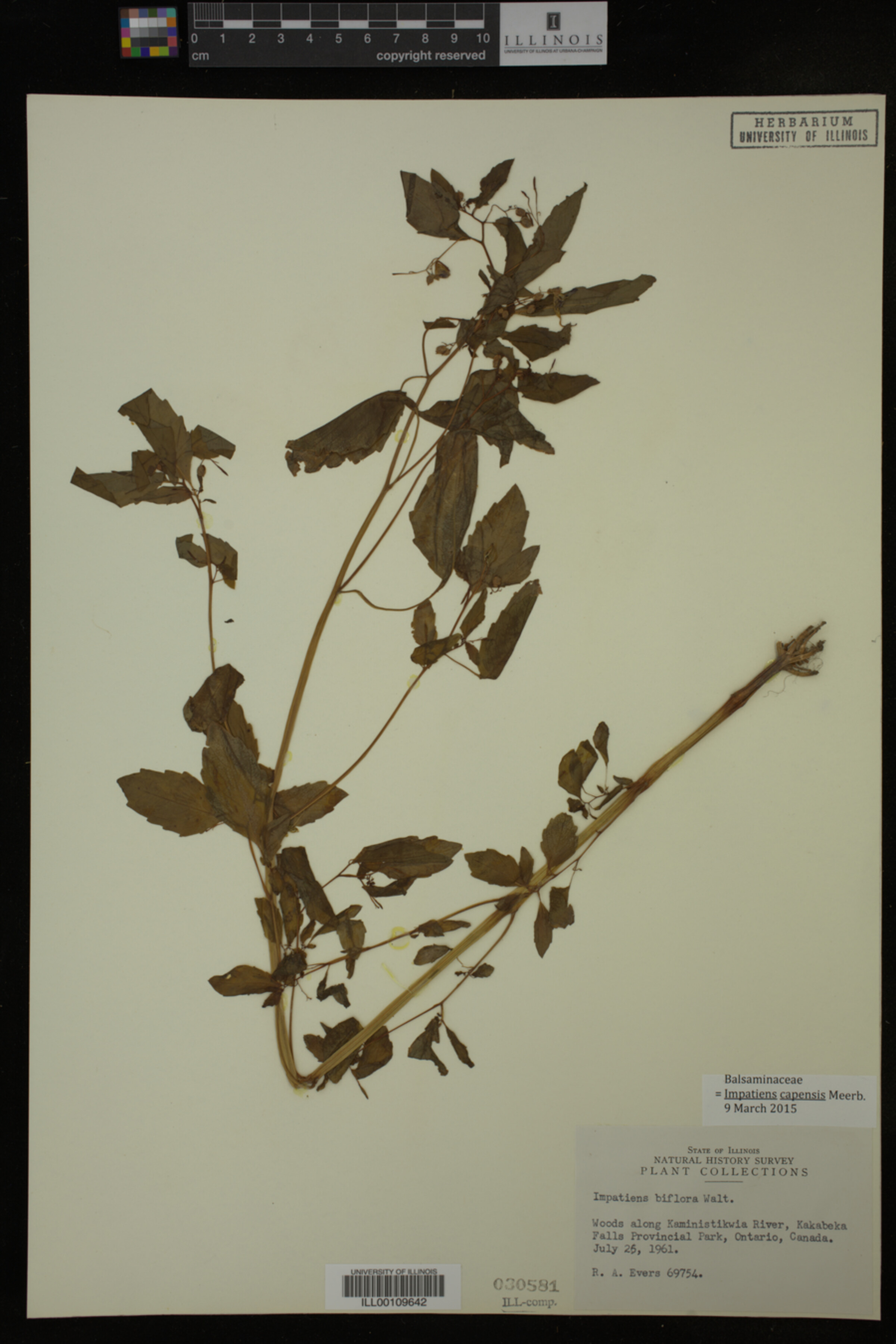 Impatiens capensis image