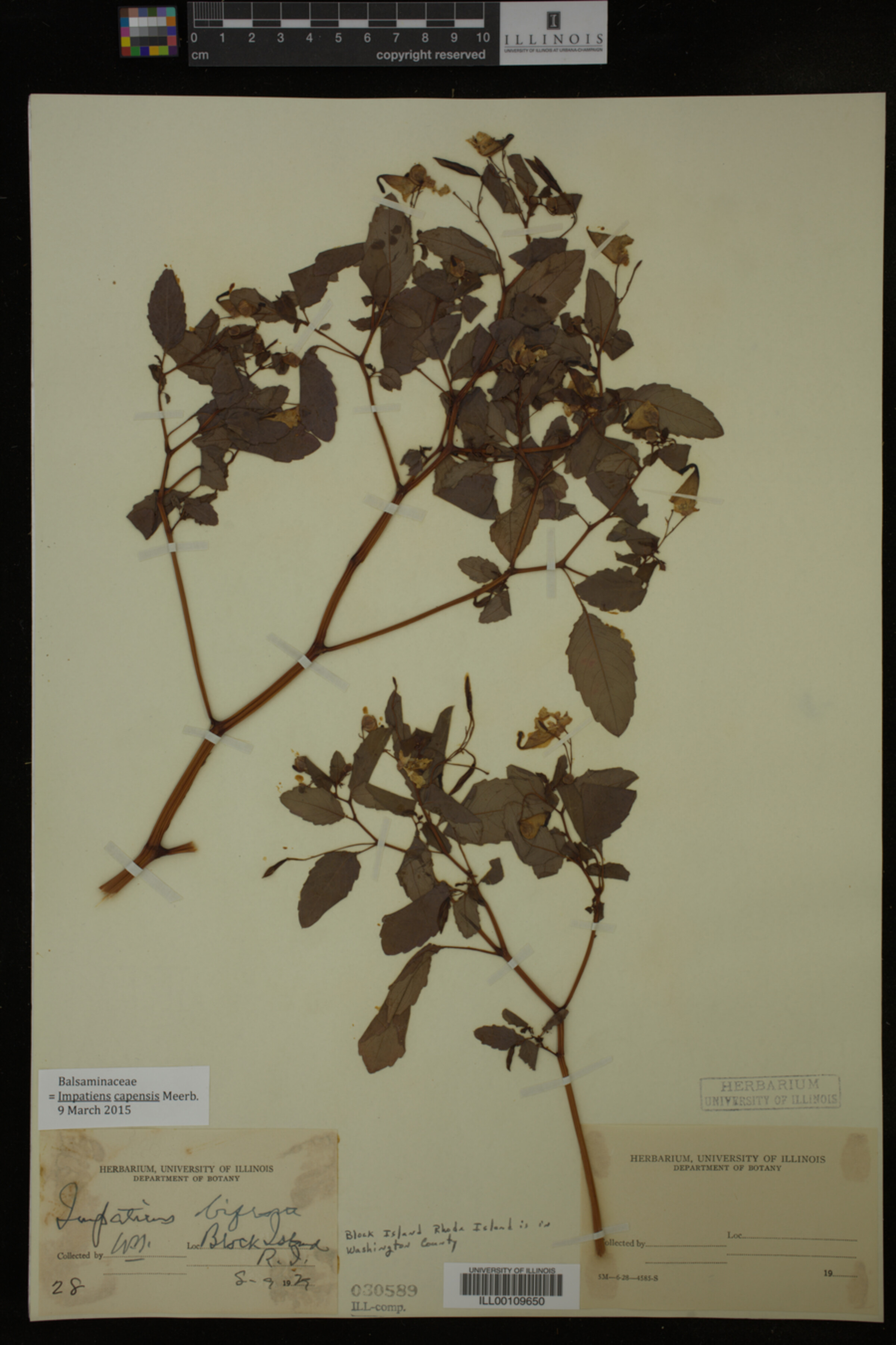 Impatiens image