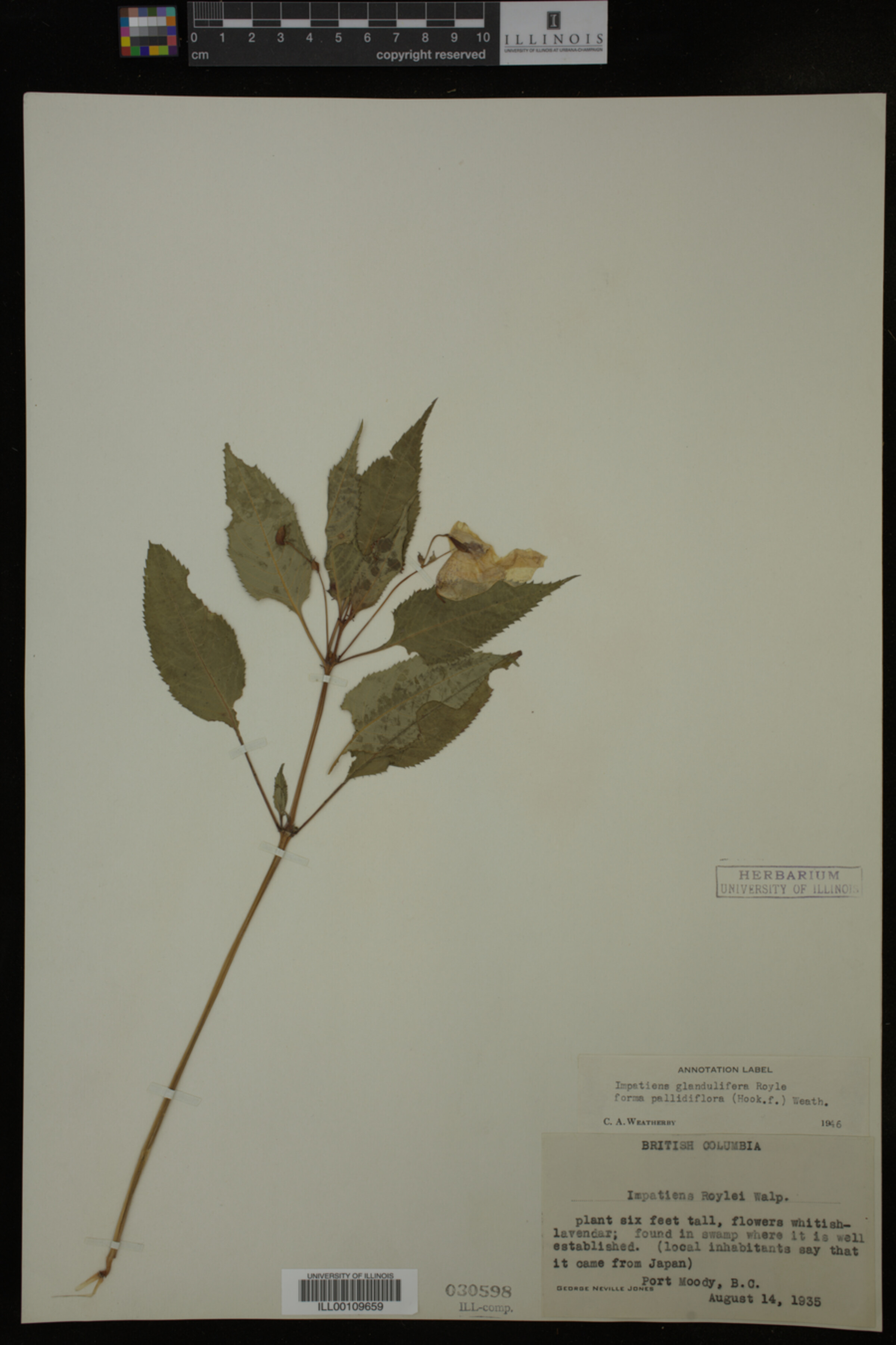 Impatiens glandulifera image