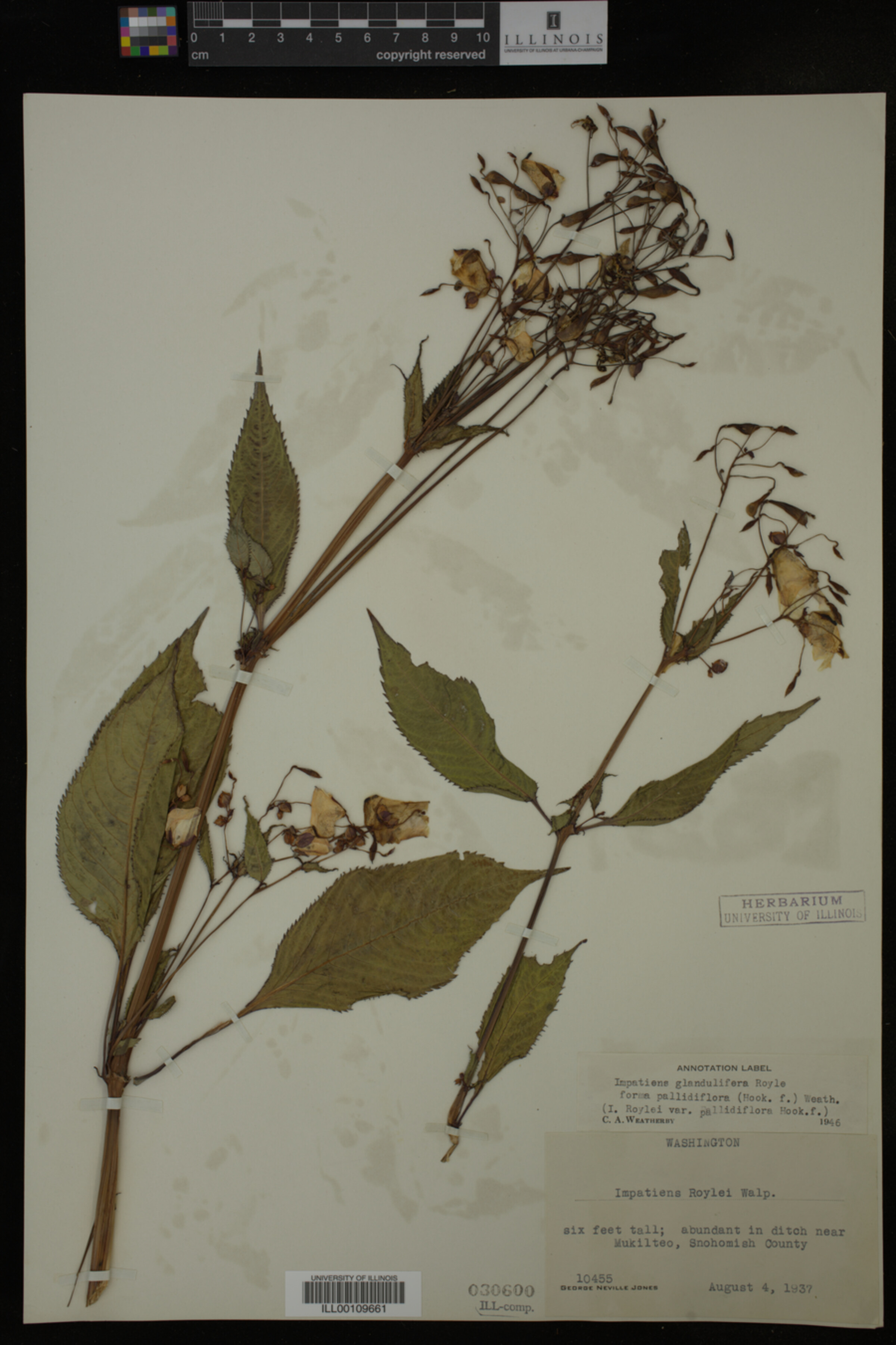 Impatiens glandulifera image