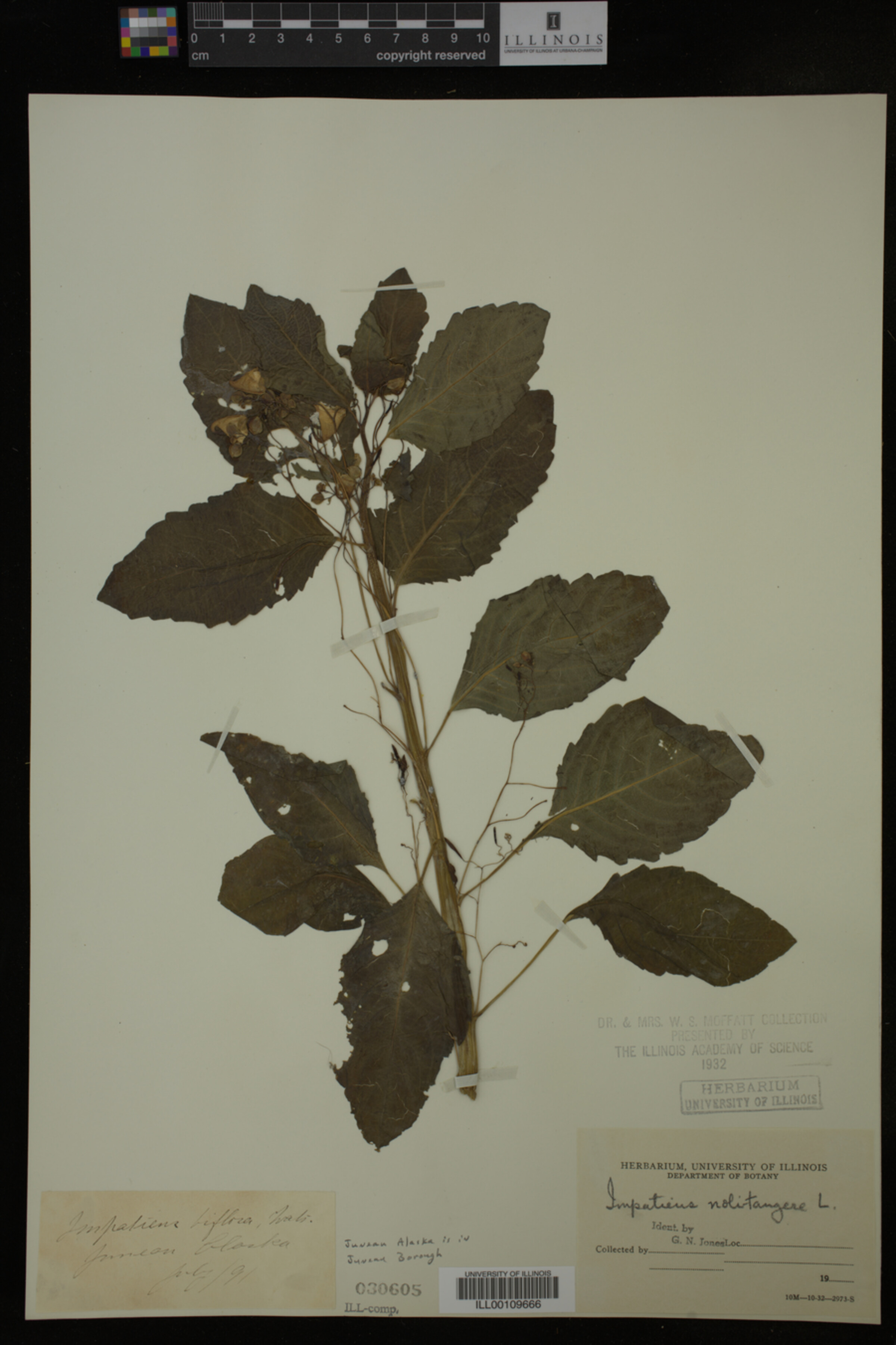 Impatiens noli-tangere image