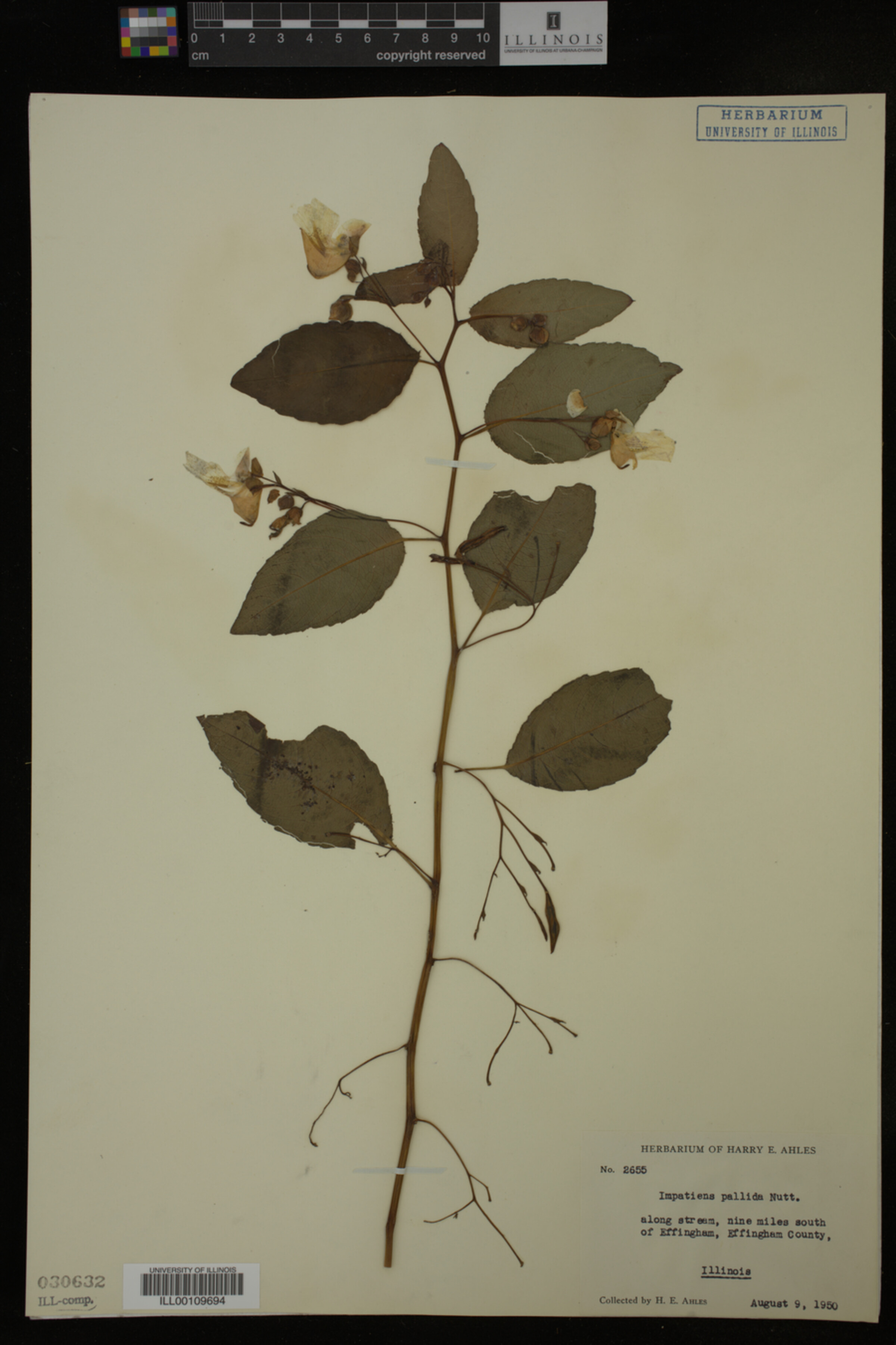 Balsaminaceae image