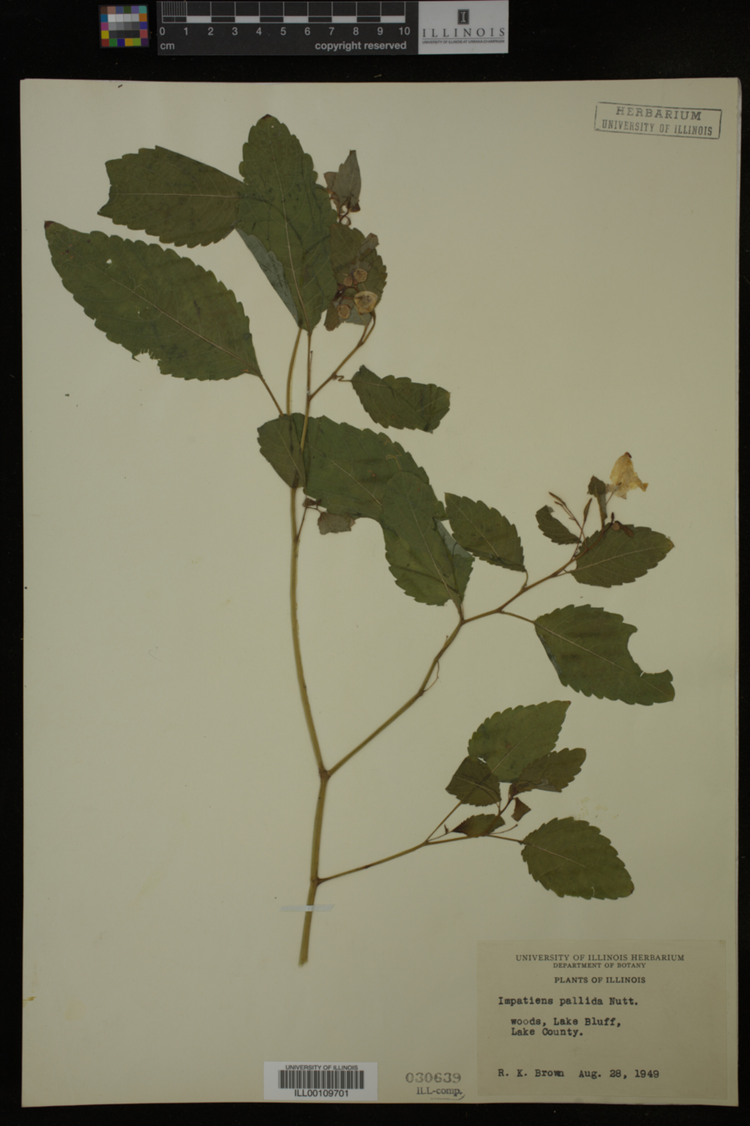 Impatiens pallida image