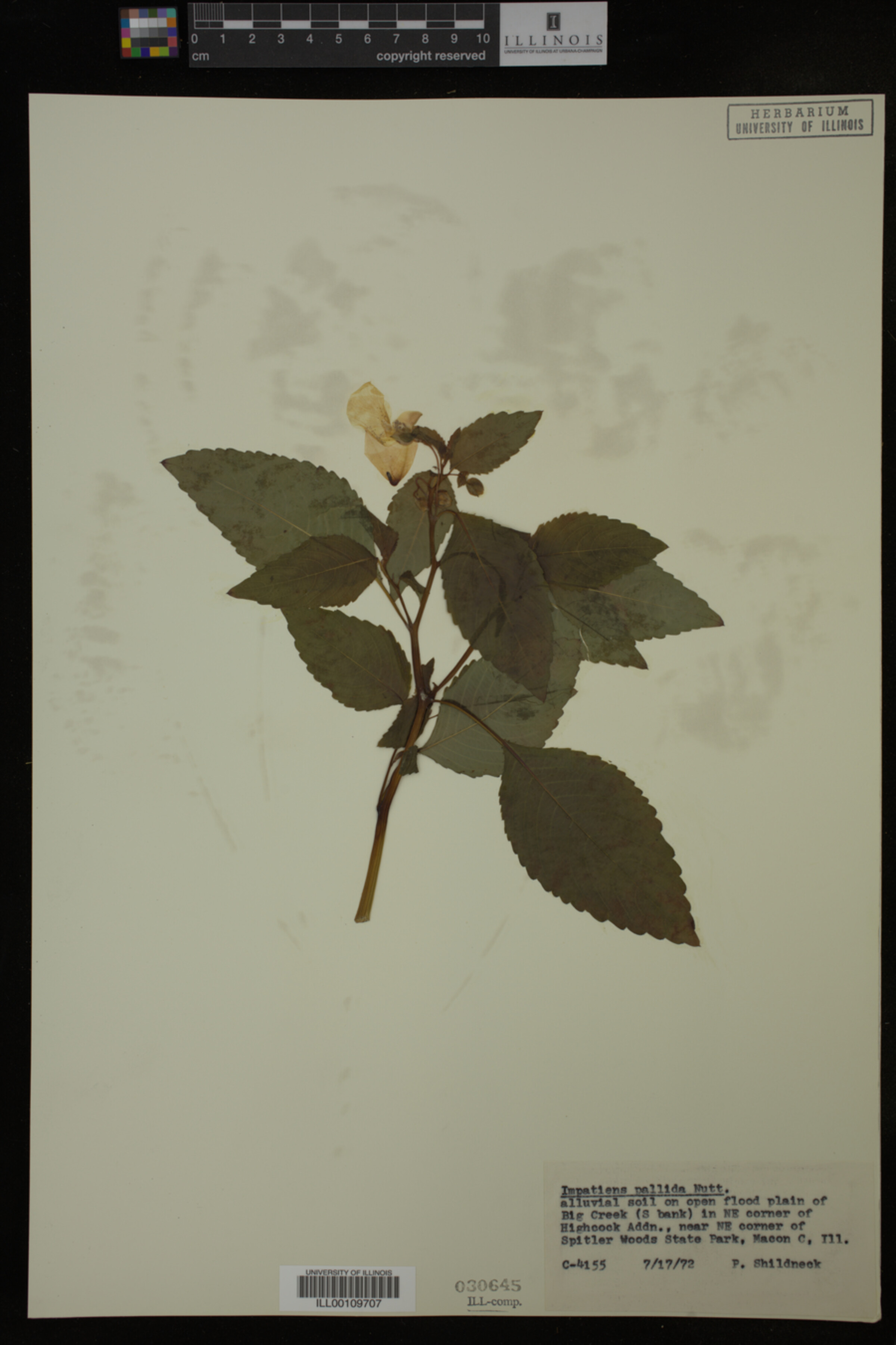Impatiens pallida image