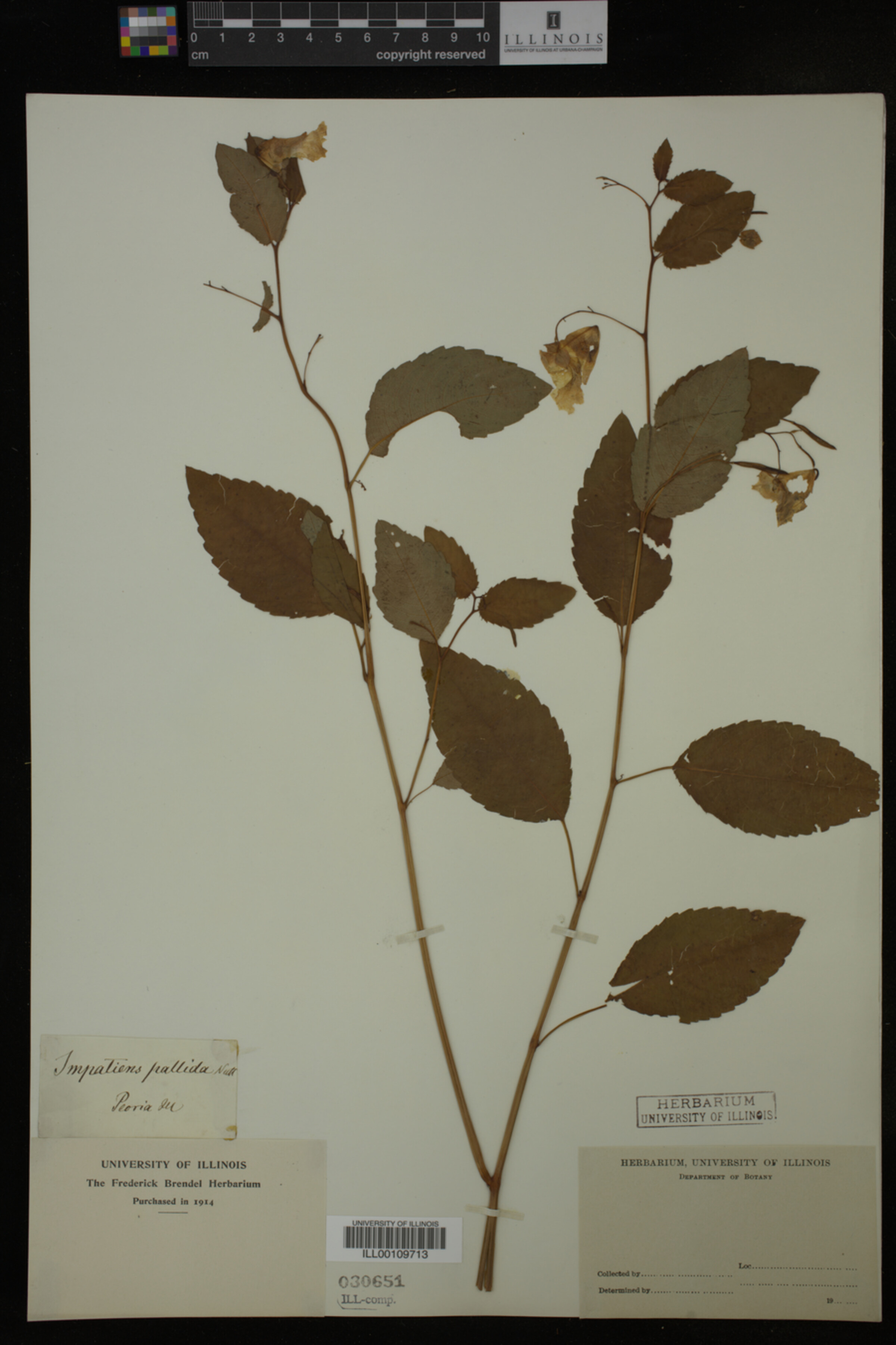 Balsaminaceae image