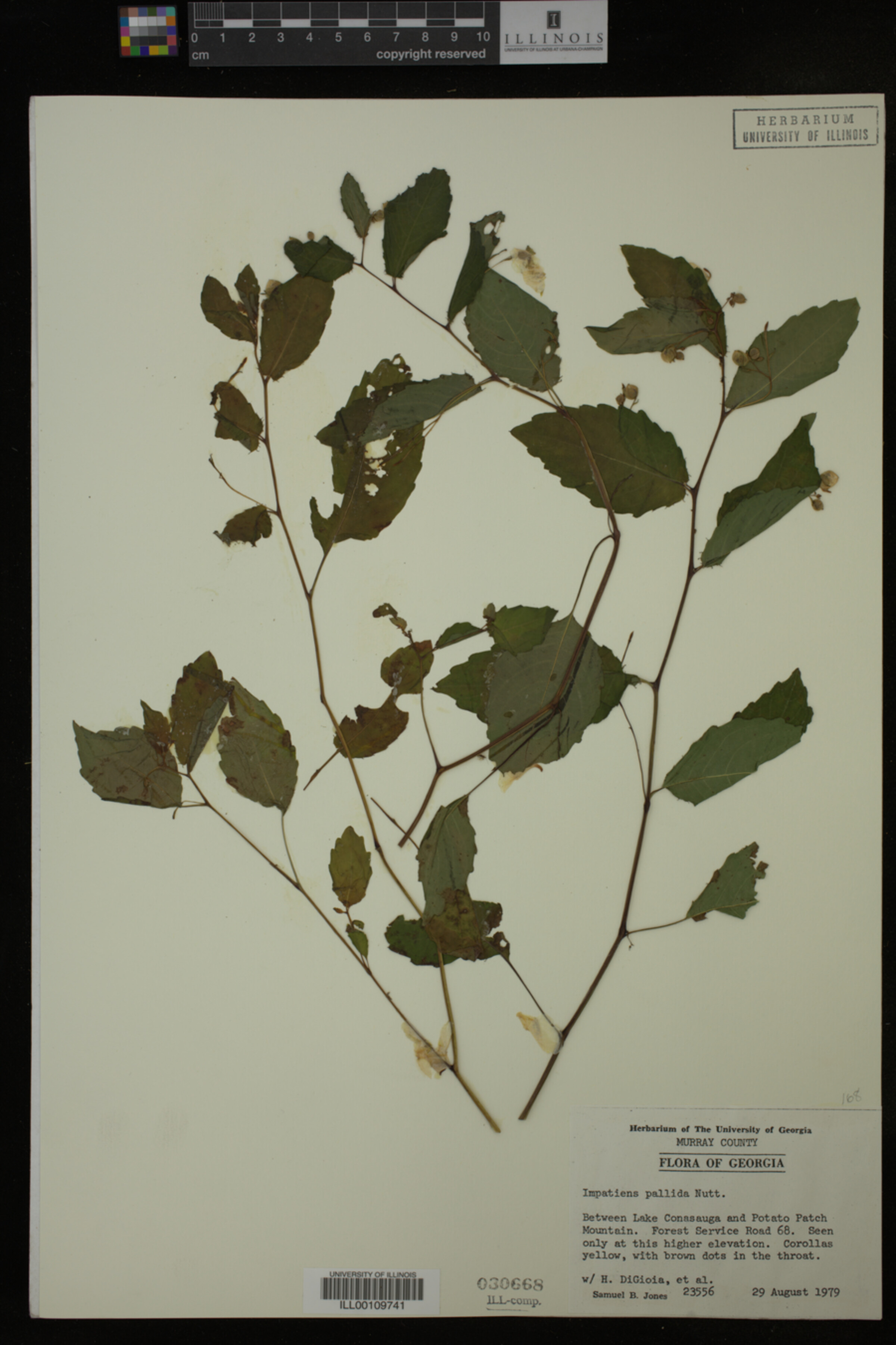 Impatiens pallida image