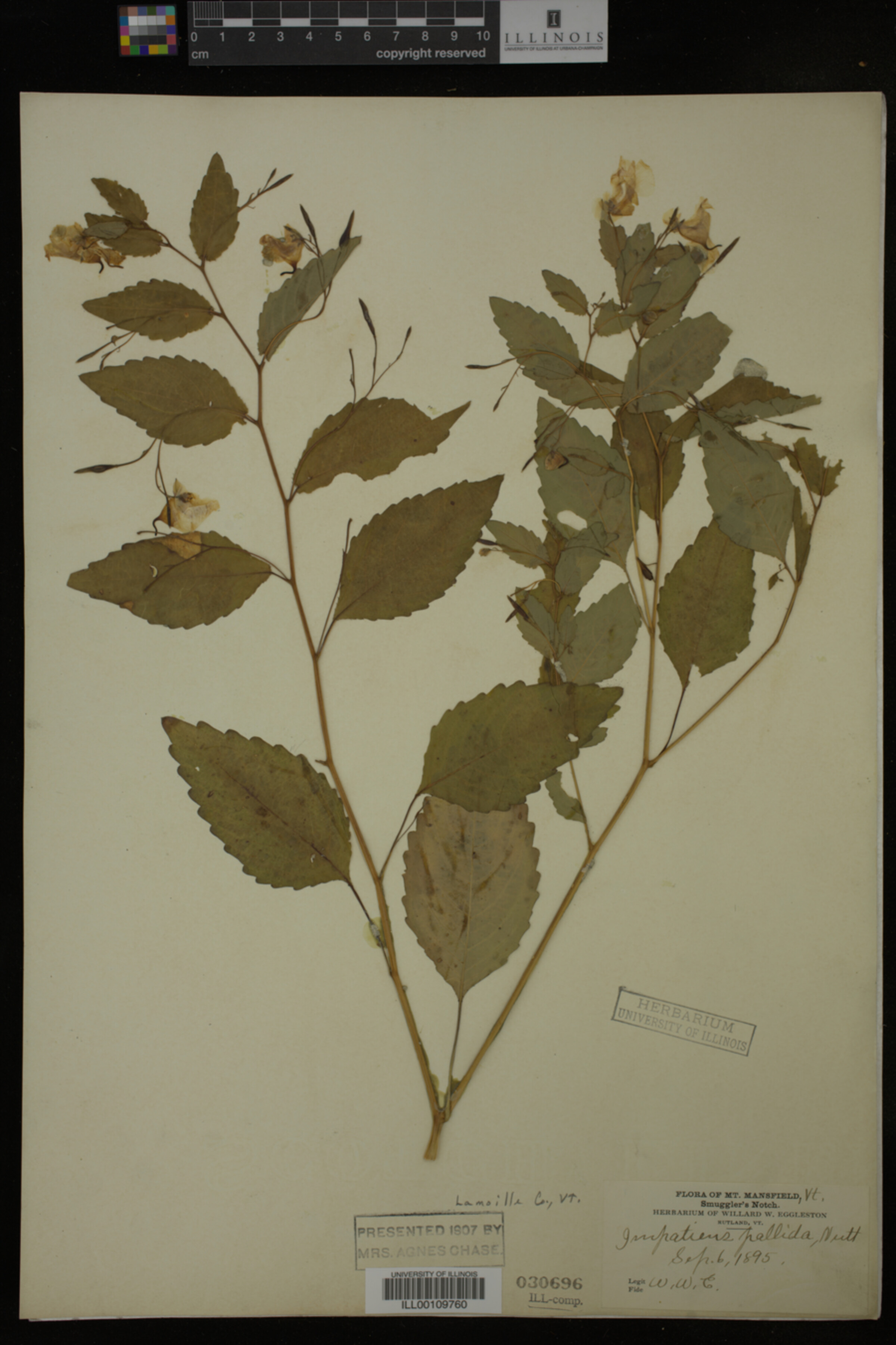 Impatiens pallida image