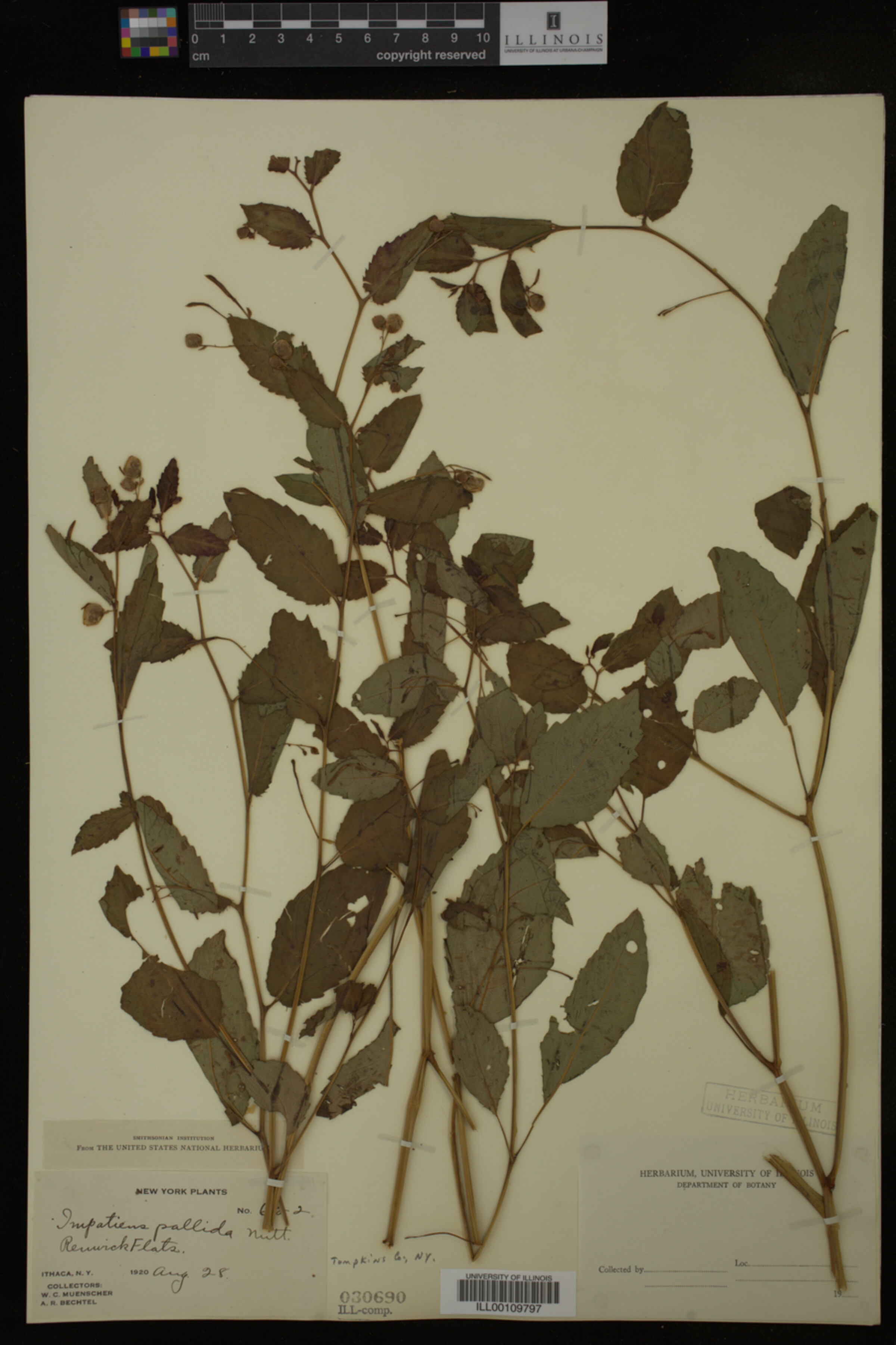 Impatiens pallida image