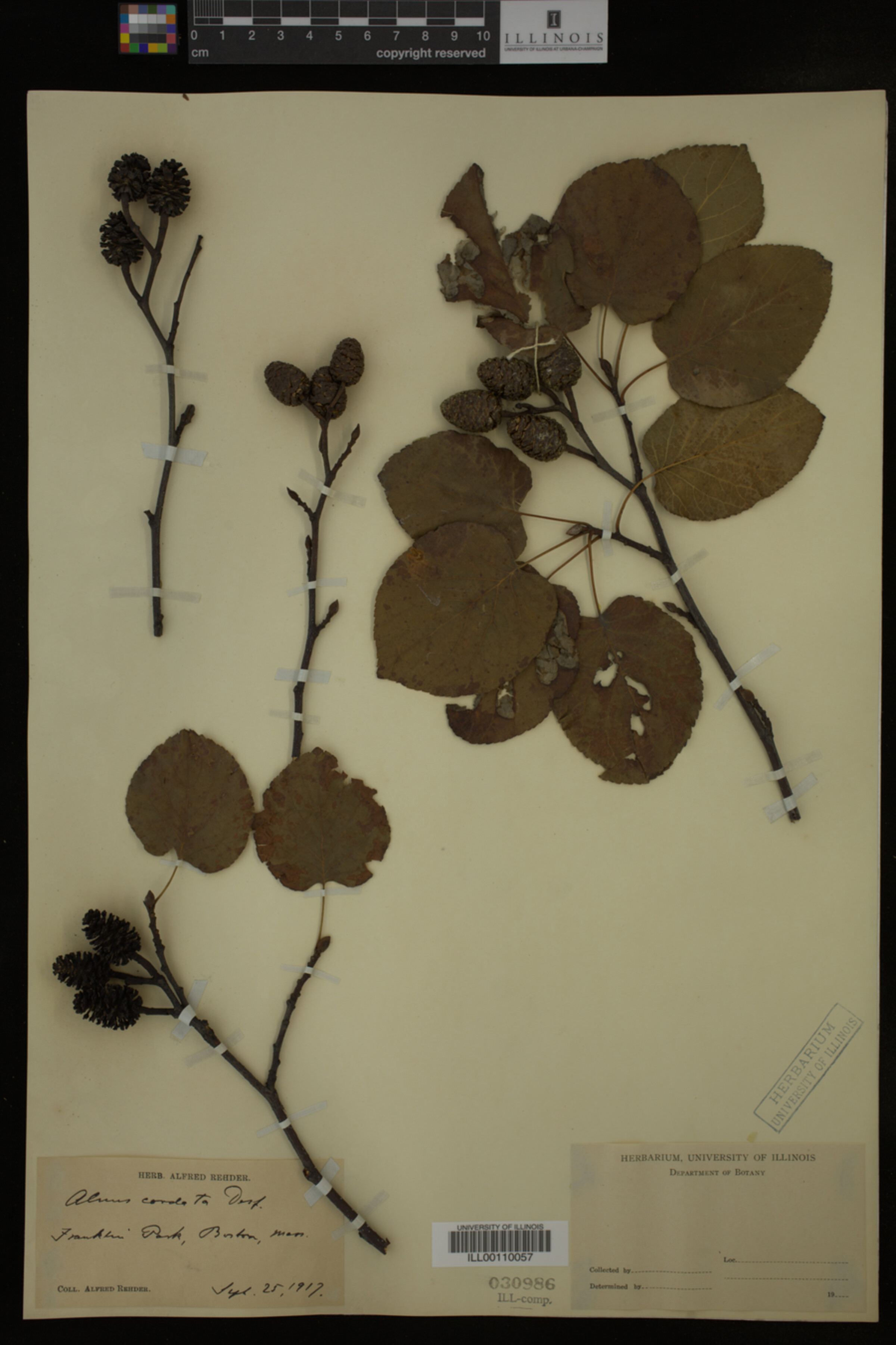 Alnus cordata image