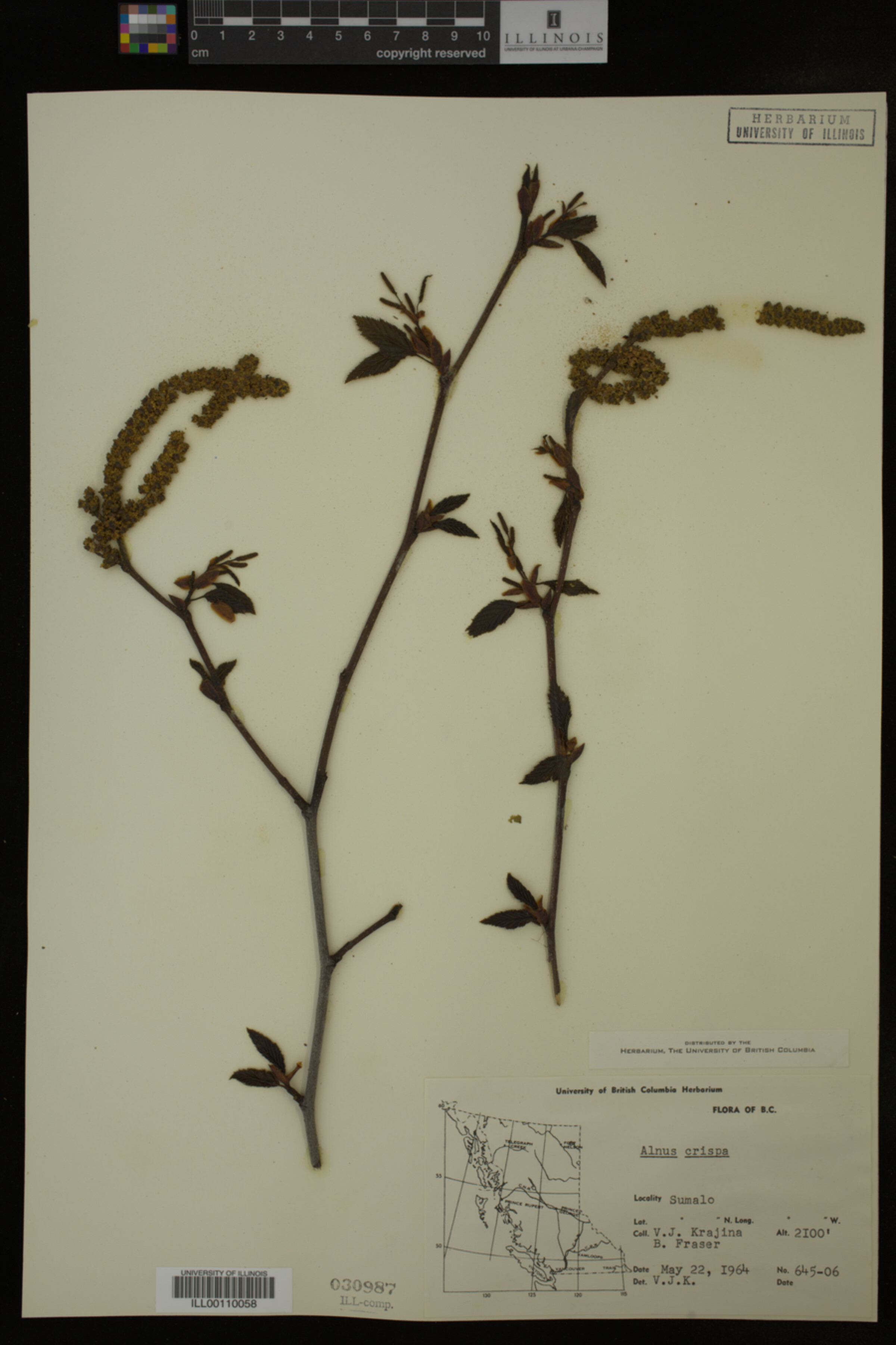 Alnus crispa image