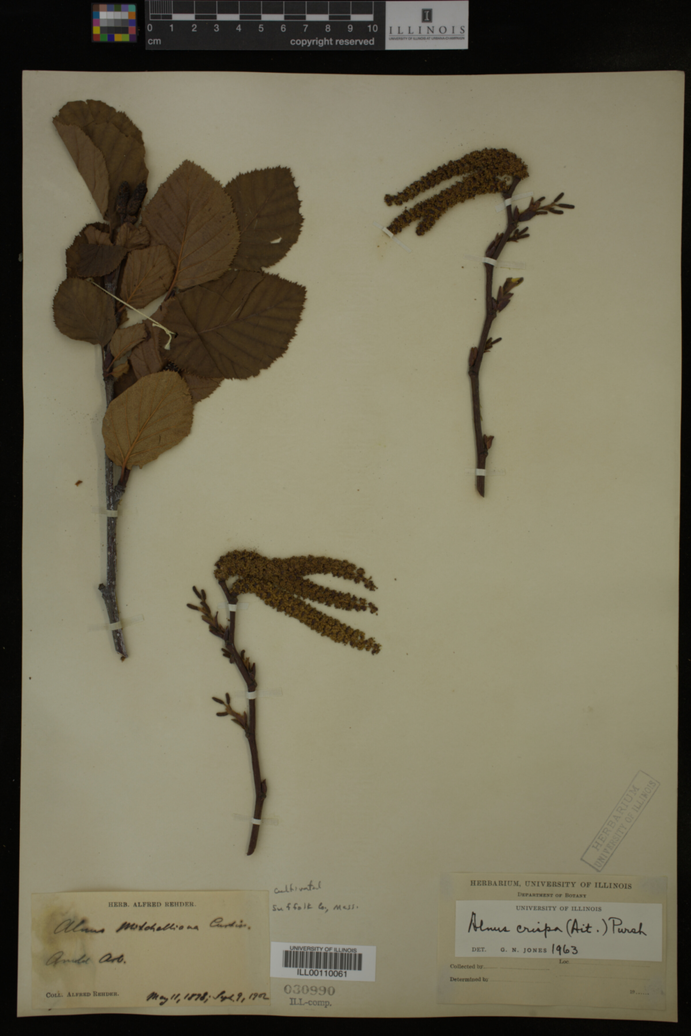 Alnus crispa image