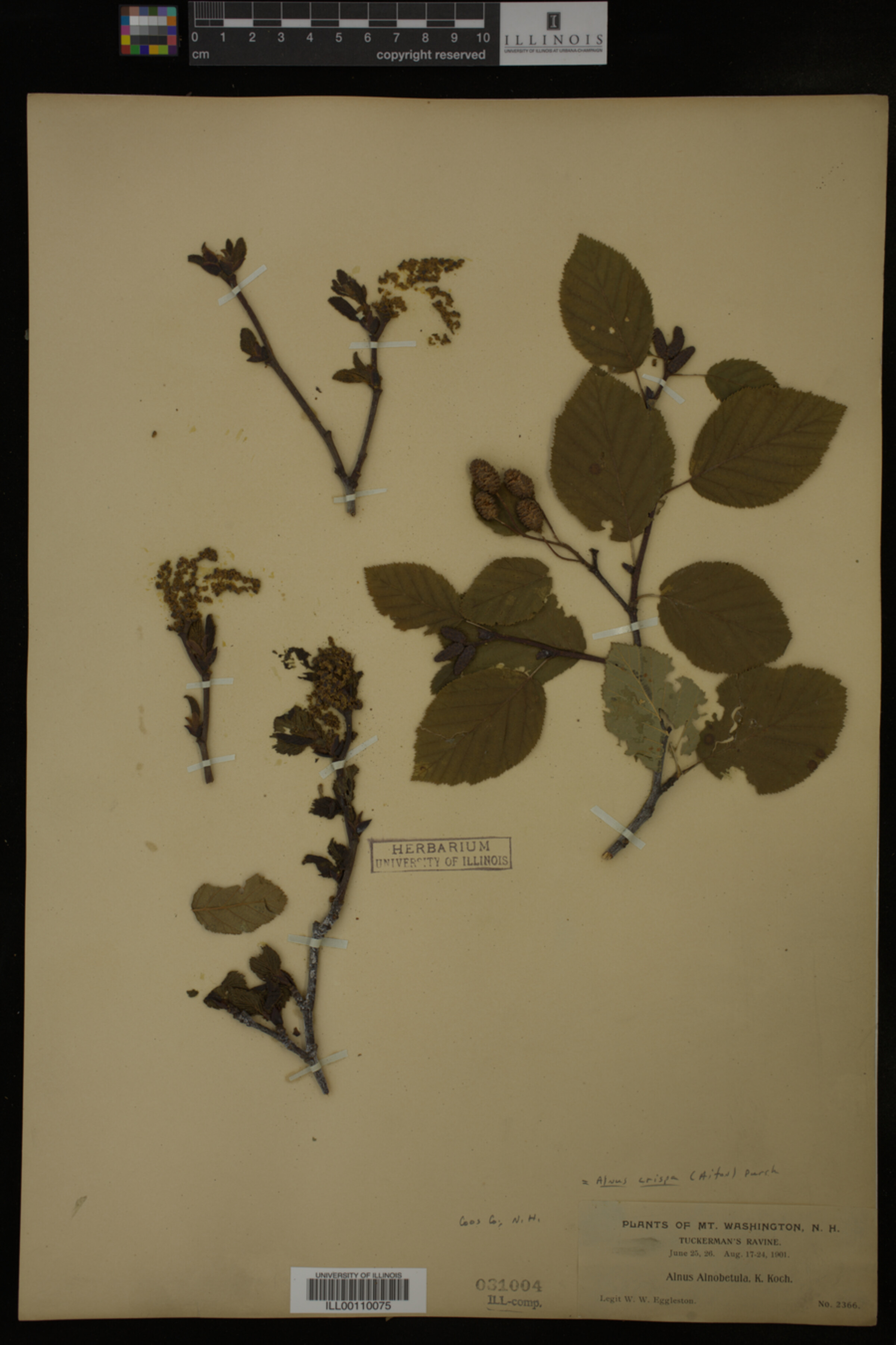 Alnus image