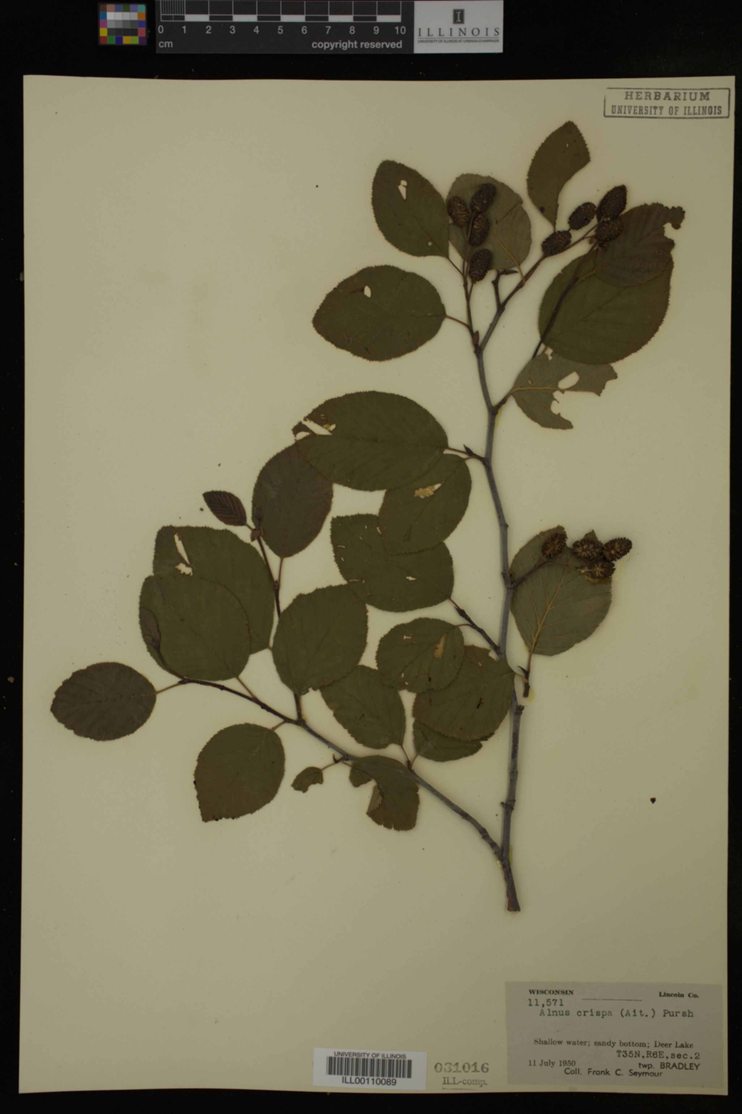 Alnus crispa image