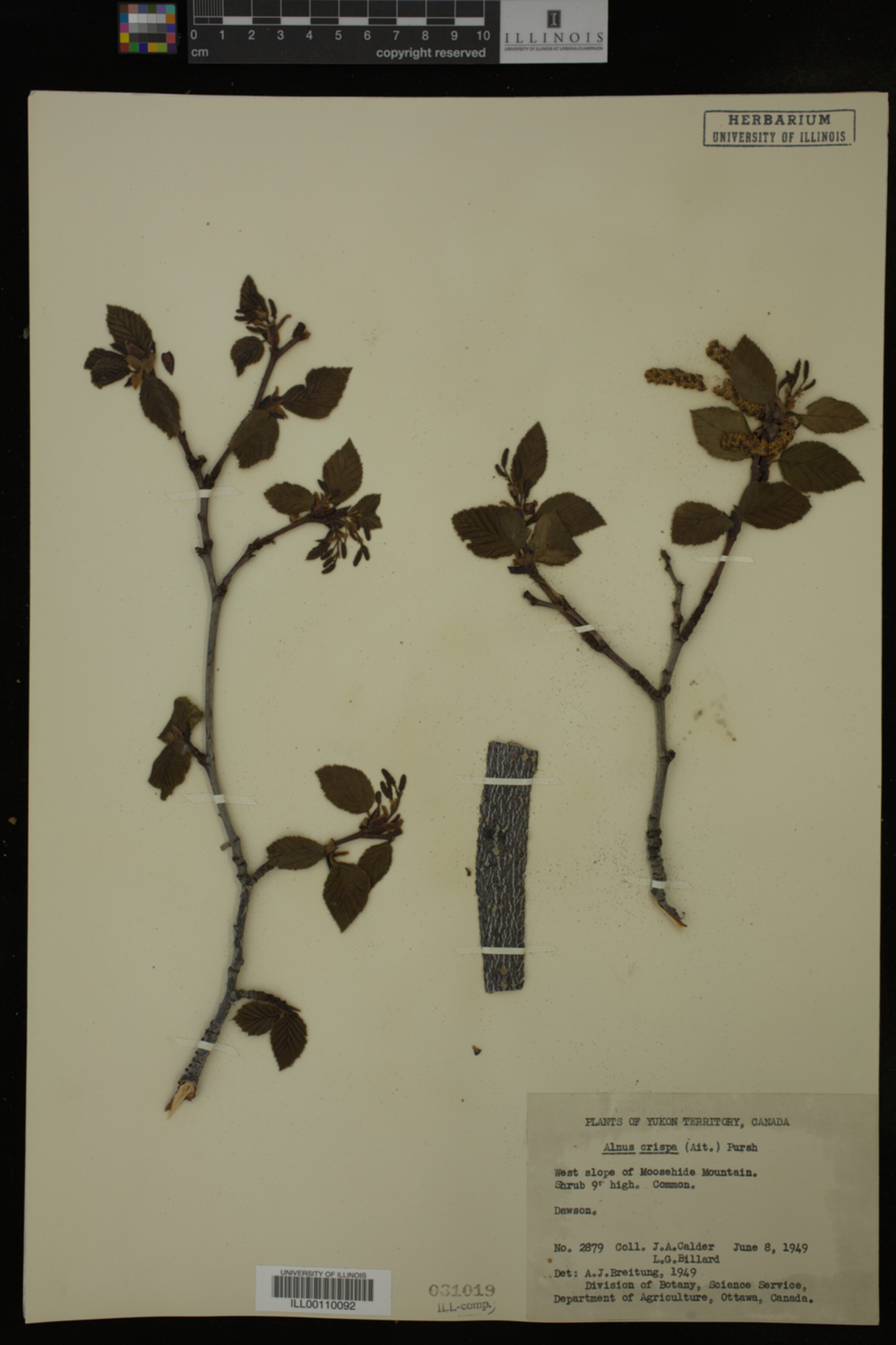 Alnus image
