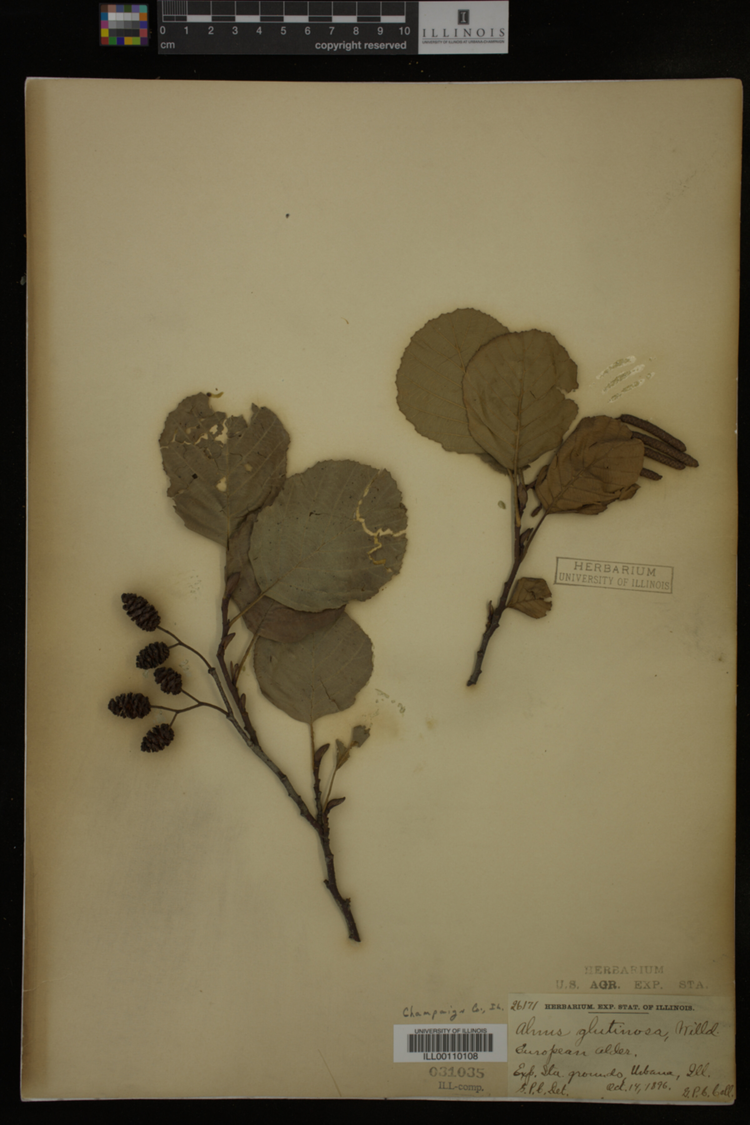 Alnus glutinosa image