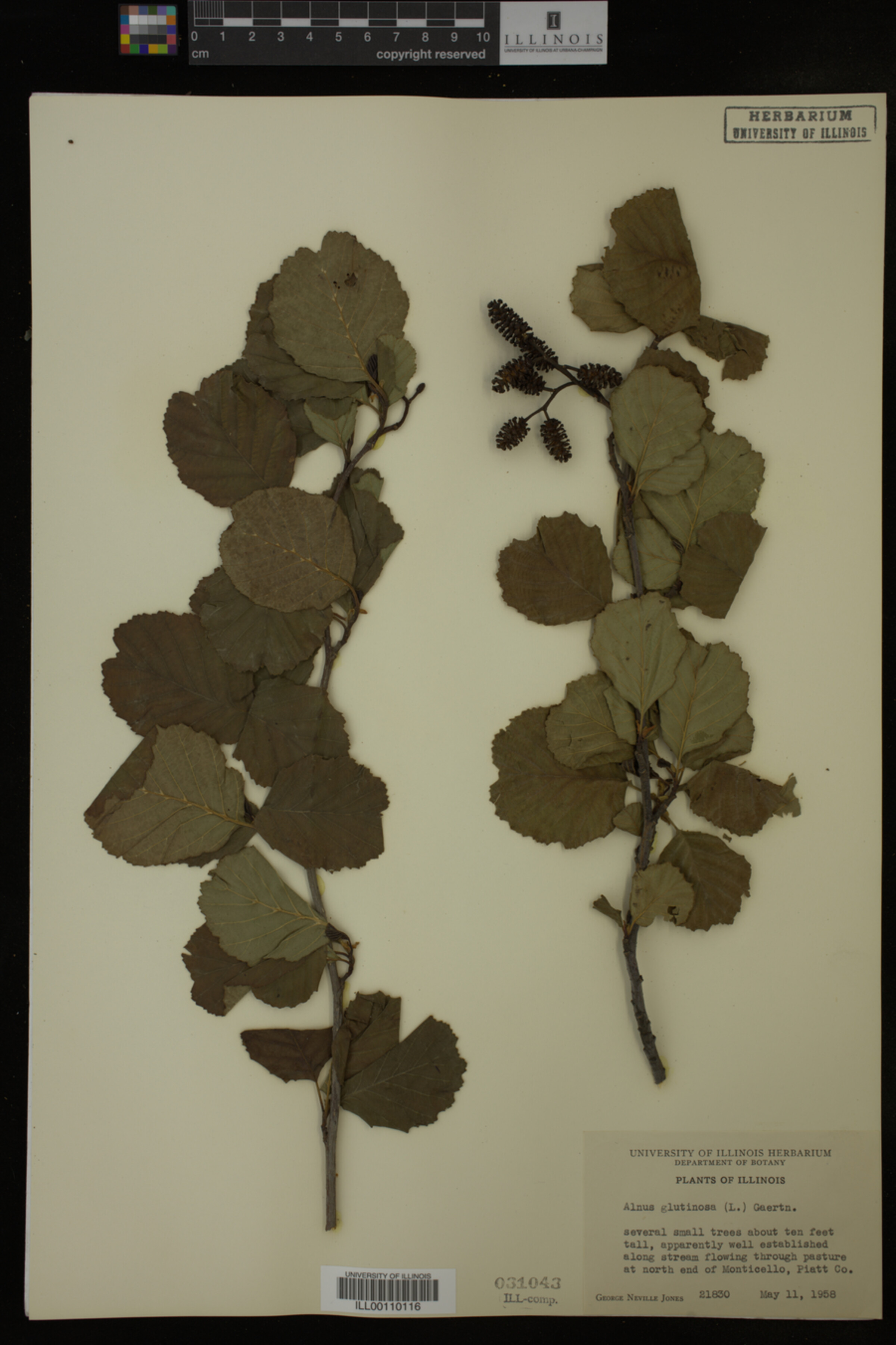 Alnus glutinosa image