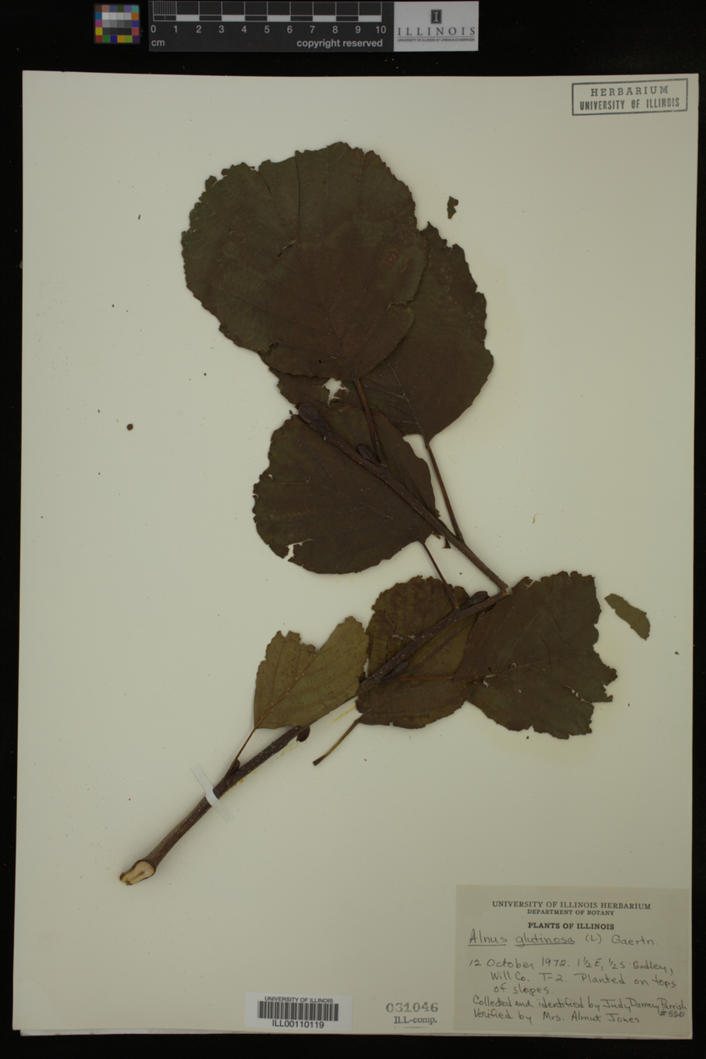 Alnus glutinosa image