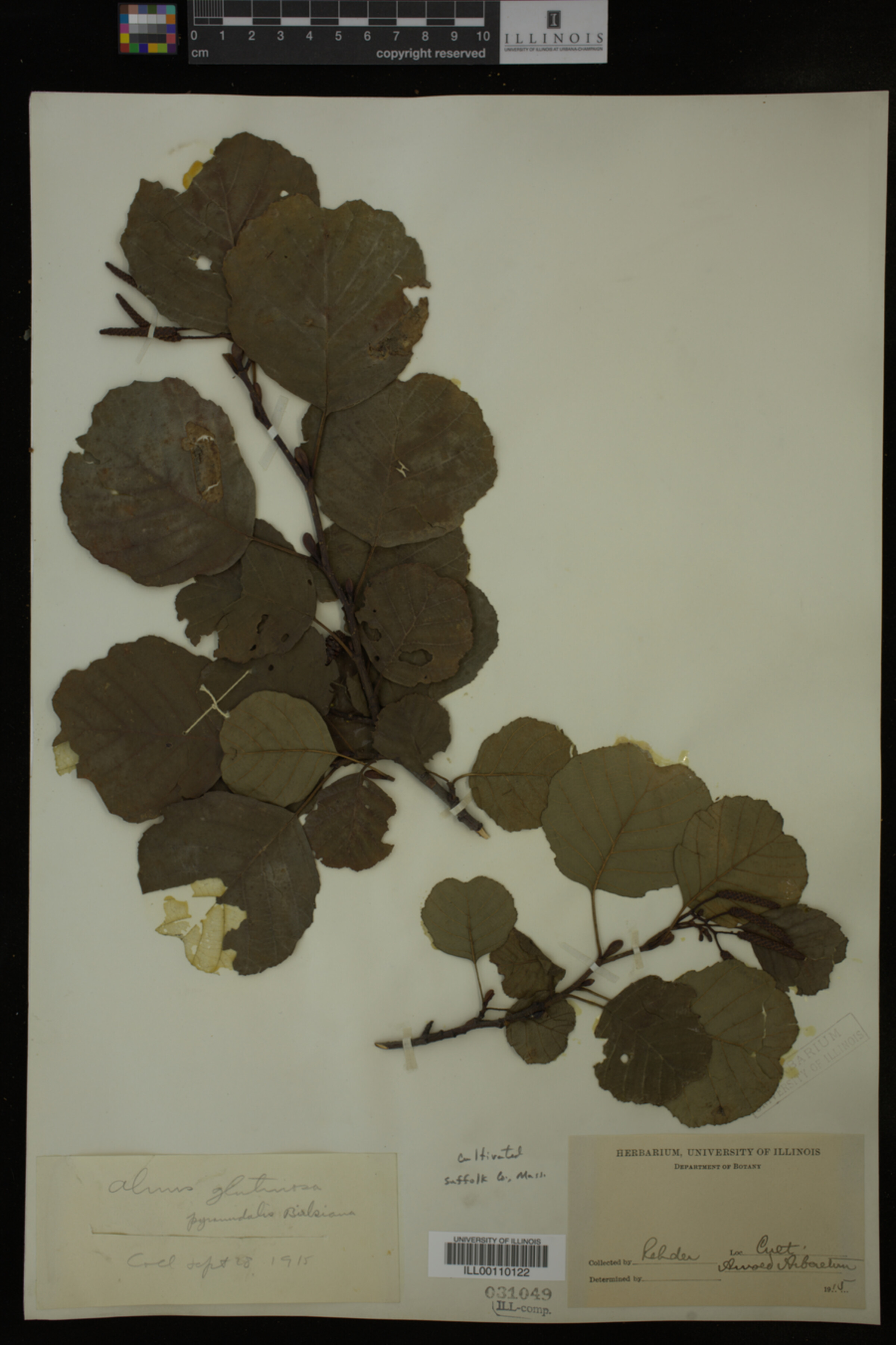 Alnus image