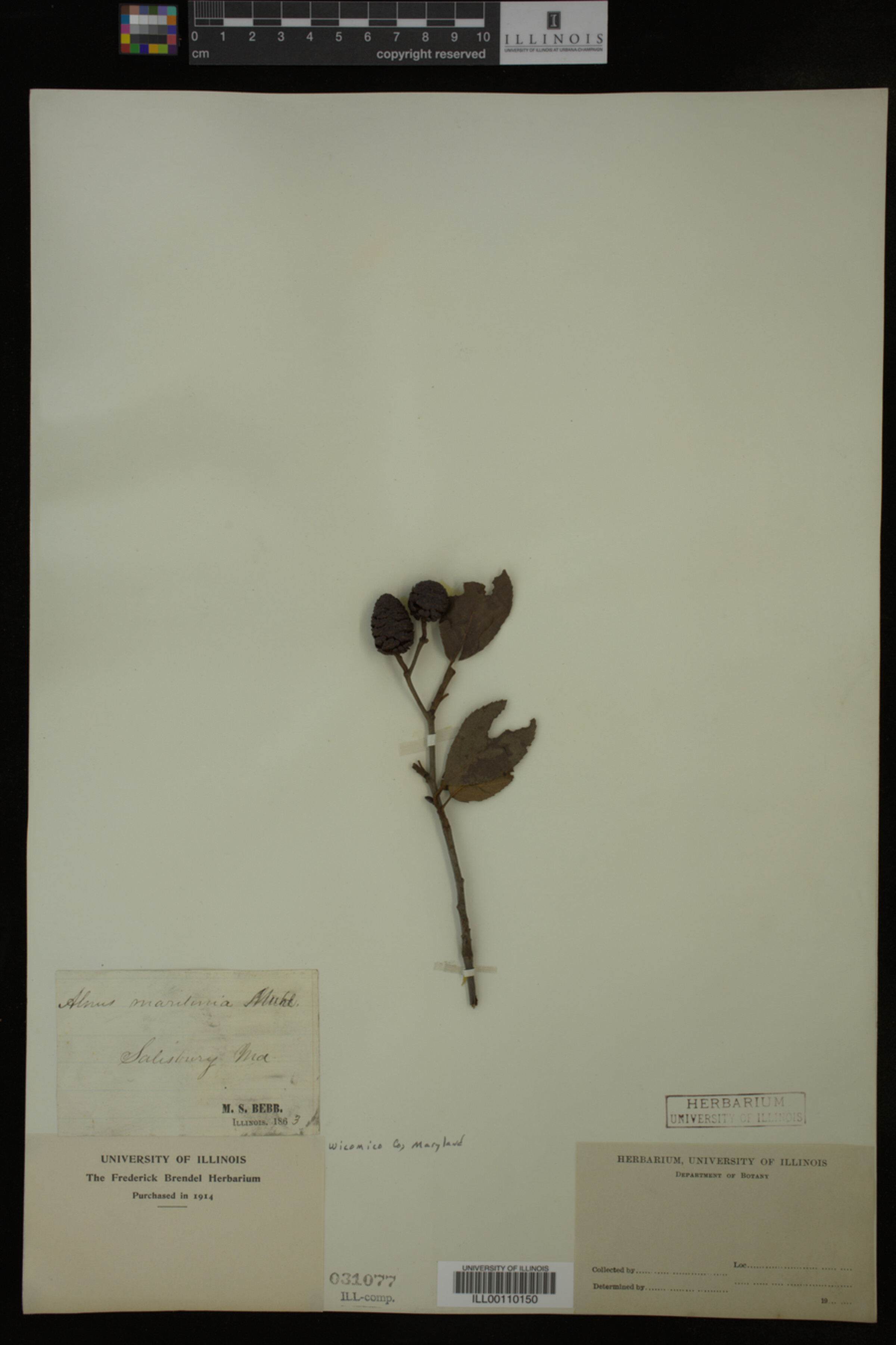 Alnus maritima image