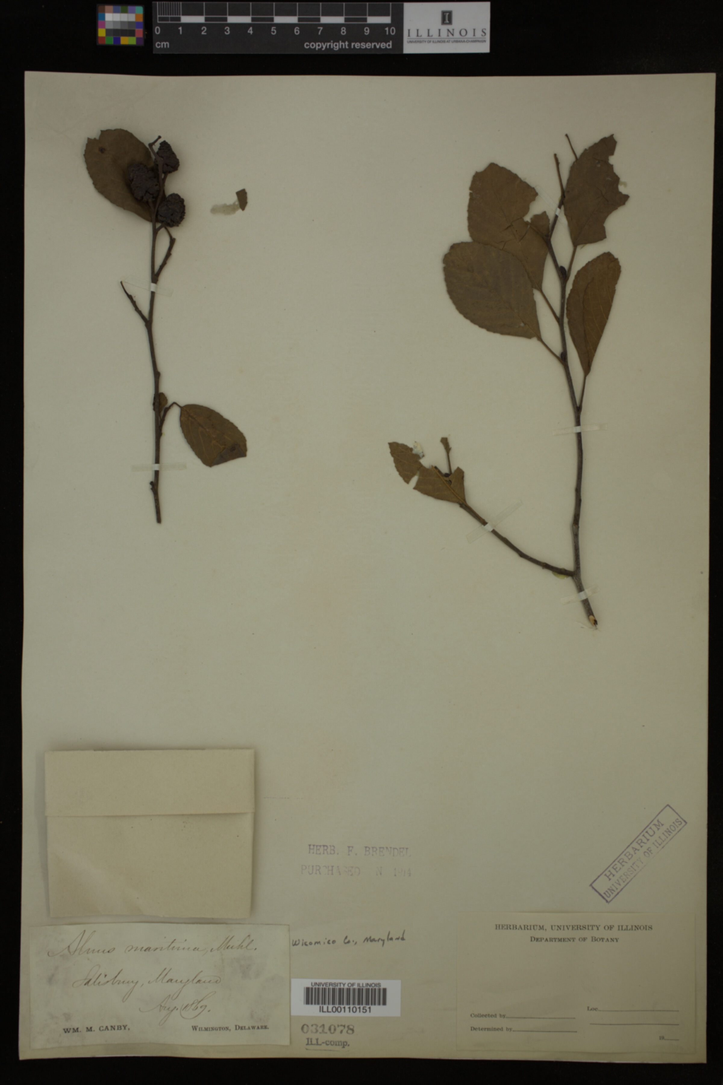 Alnus maritima image