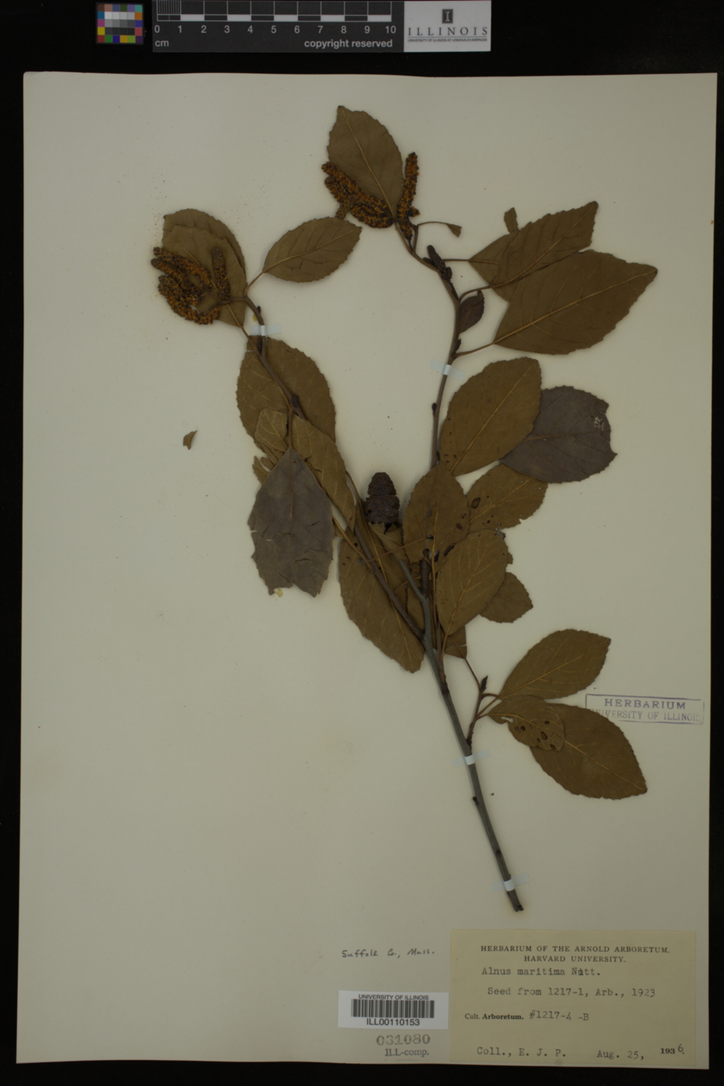 Alnus maritima image