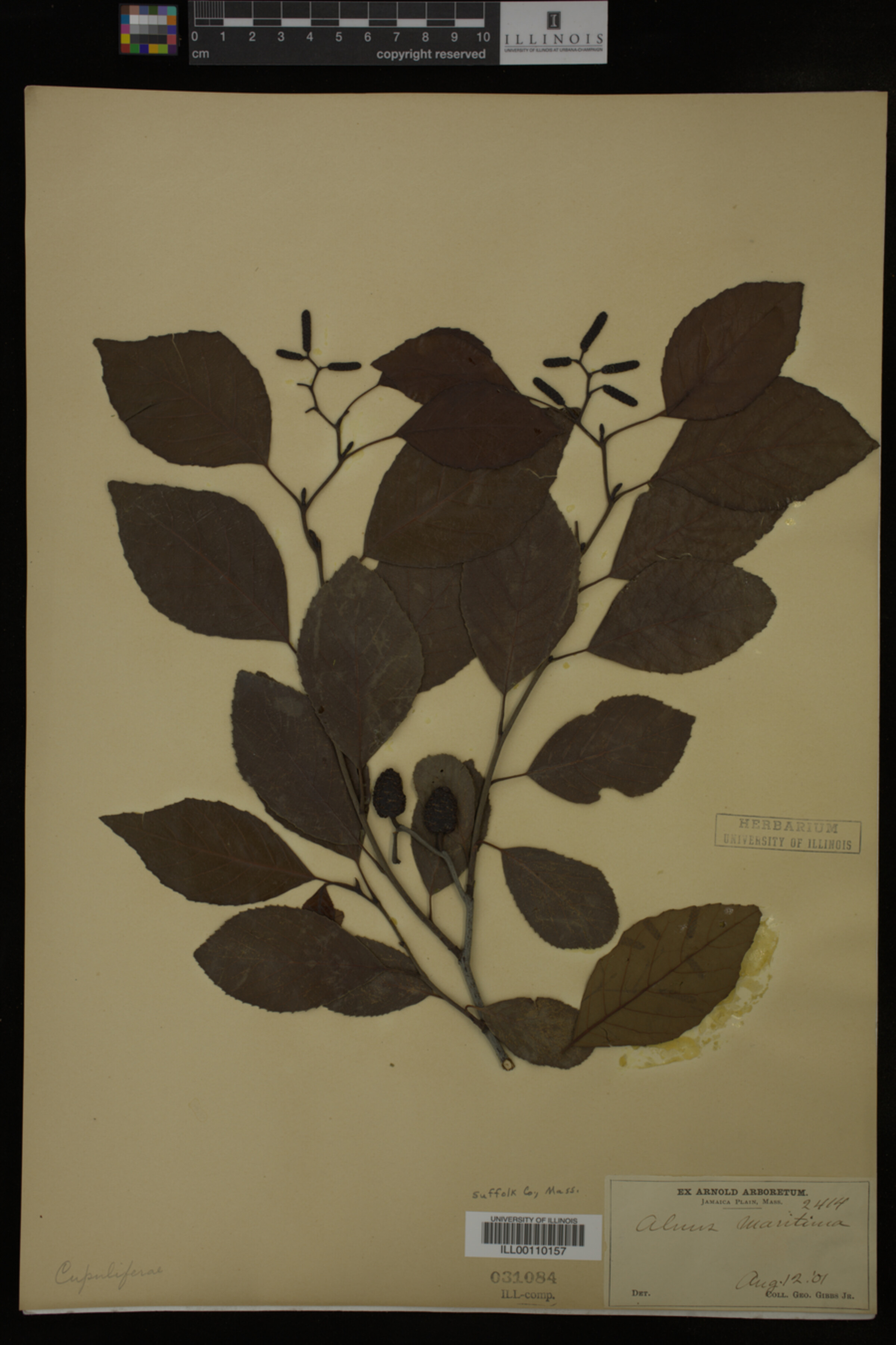 Alnus maritima image