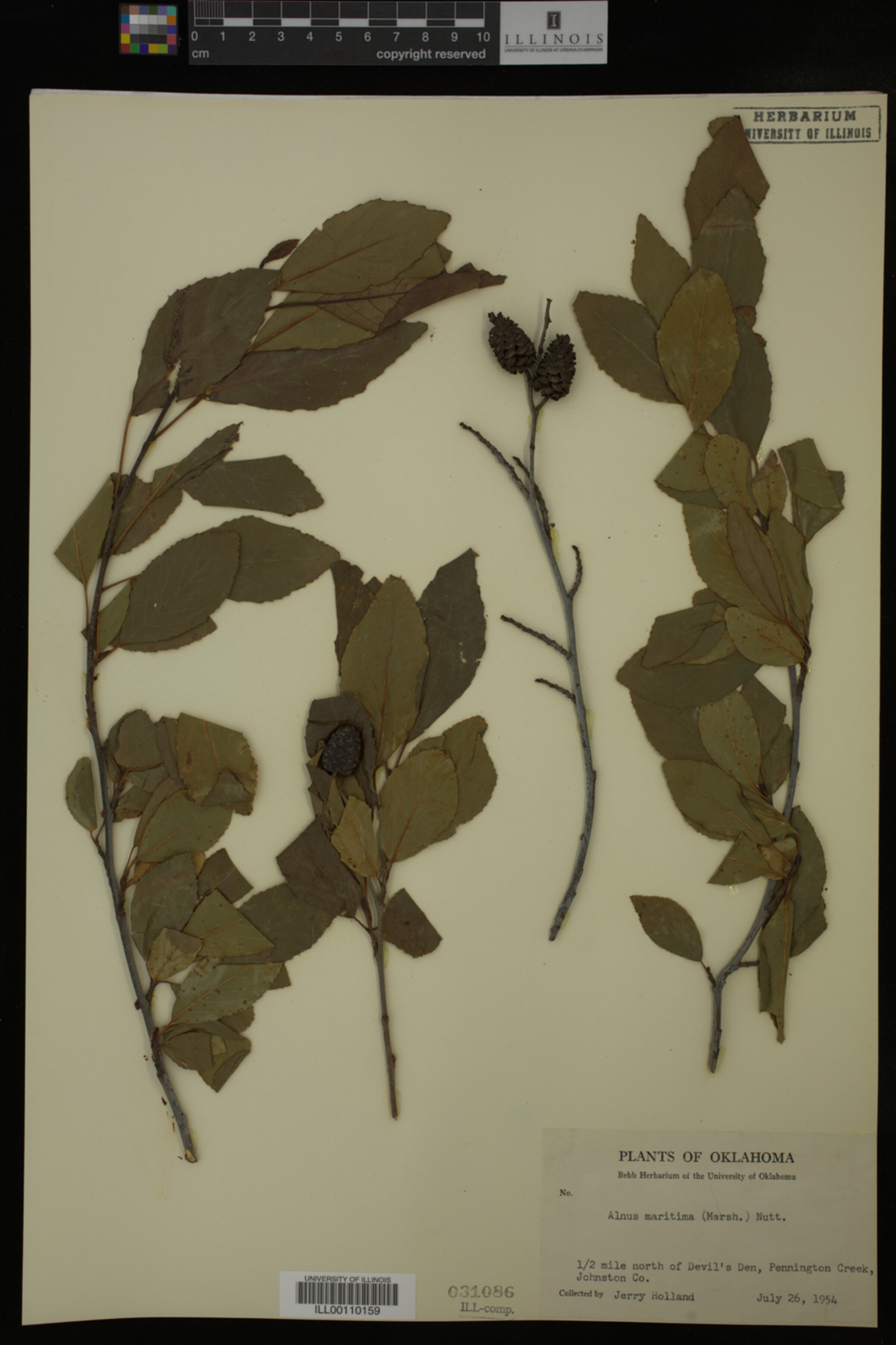 Alnus image