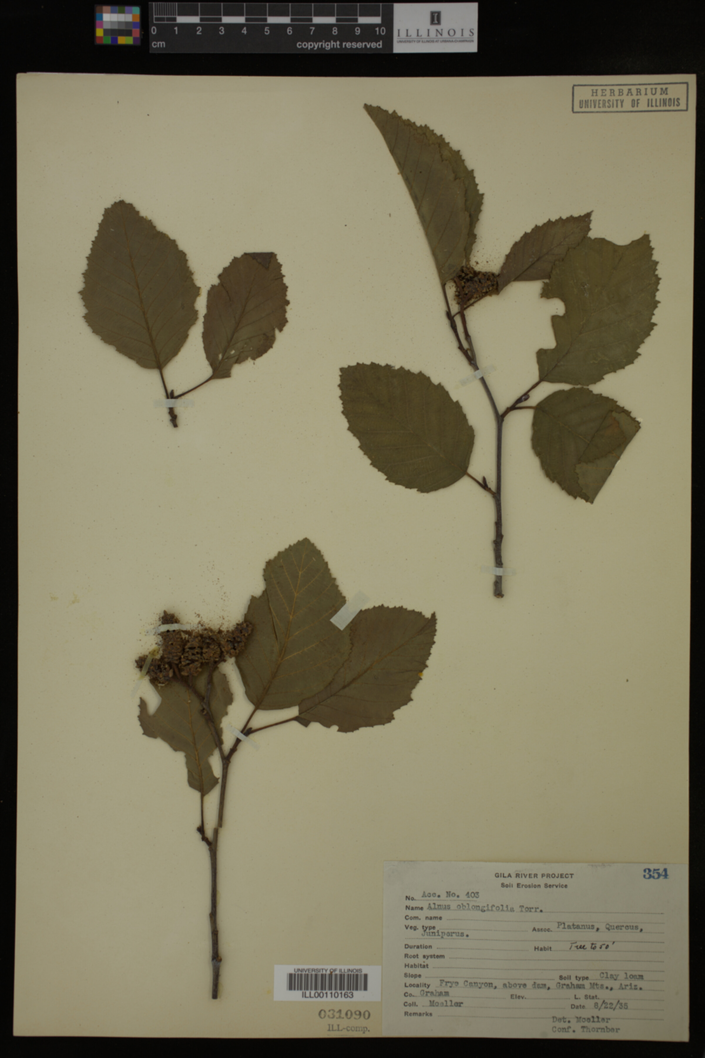 Alnus oblongifolia image