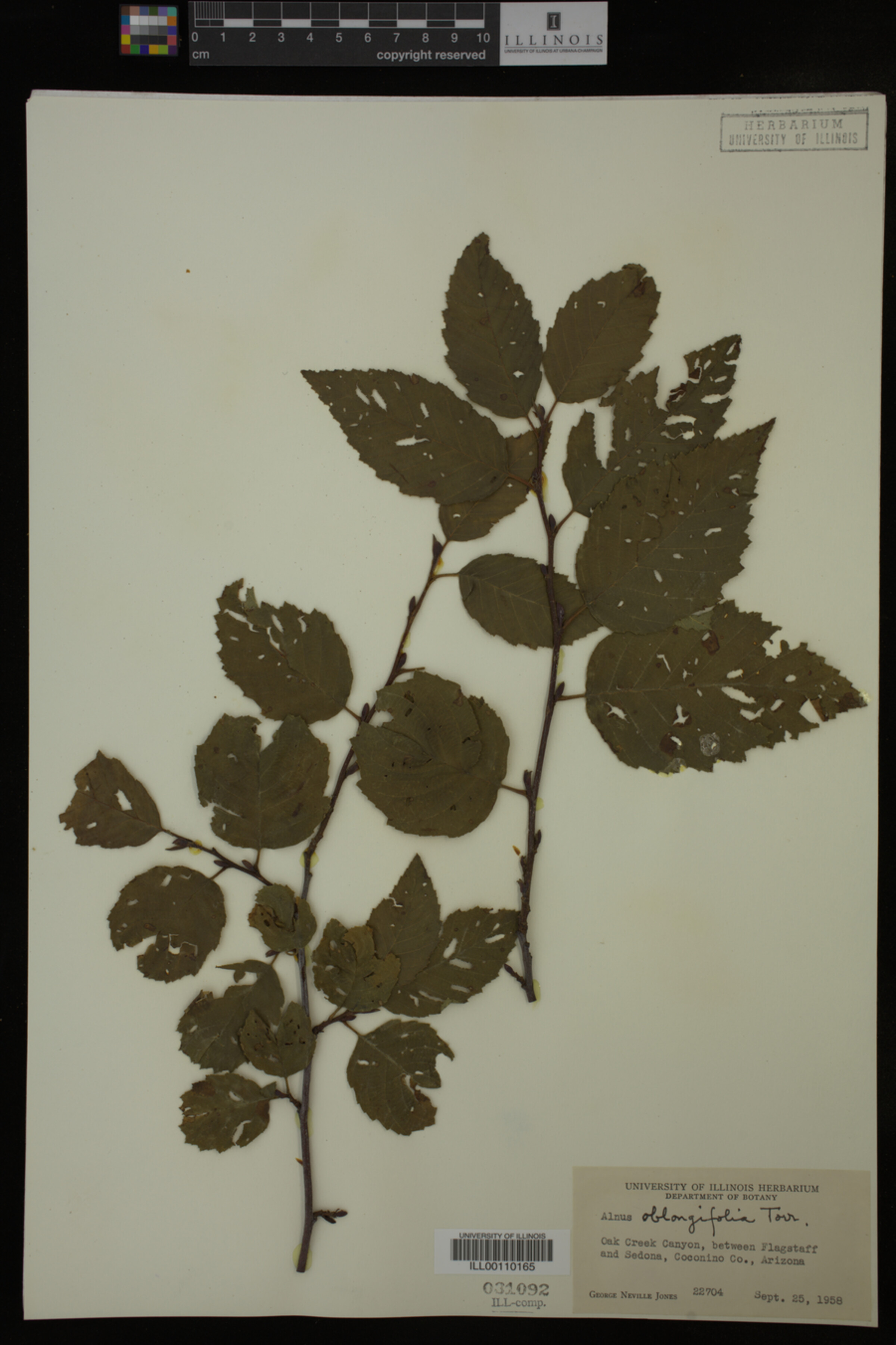 Alnus oblongifolia image