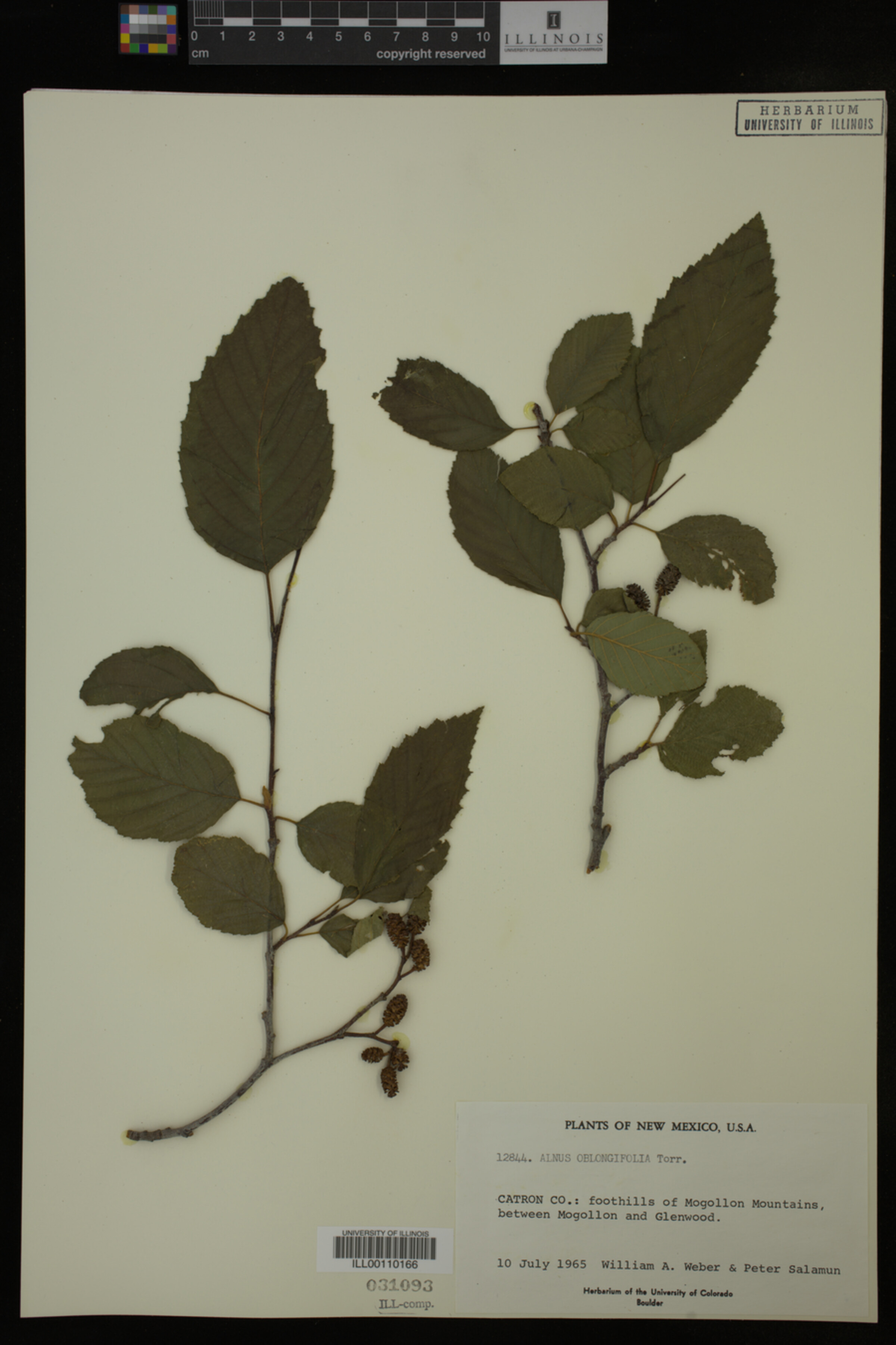 Alnus oblongifolia image