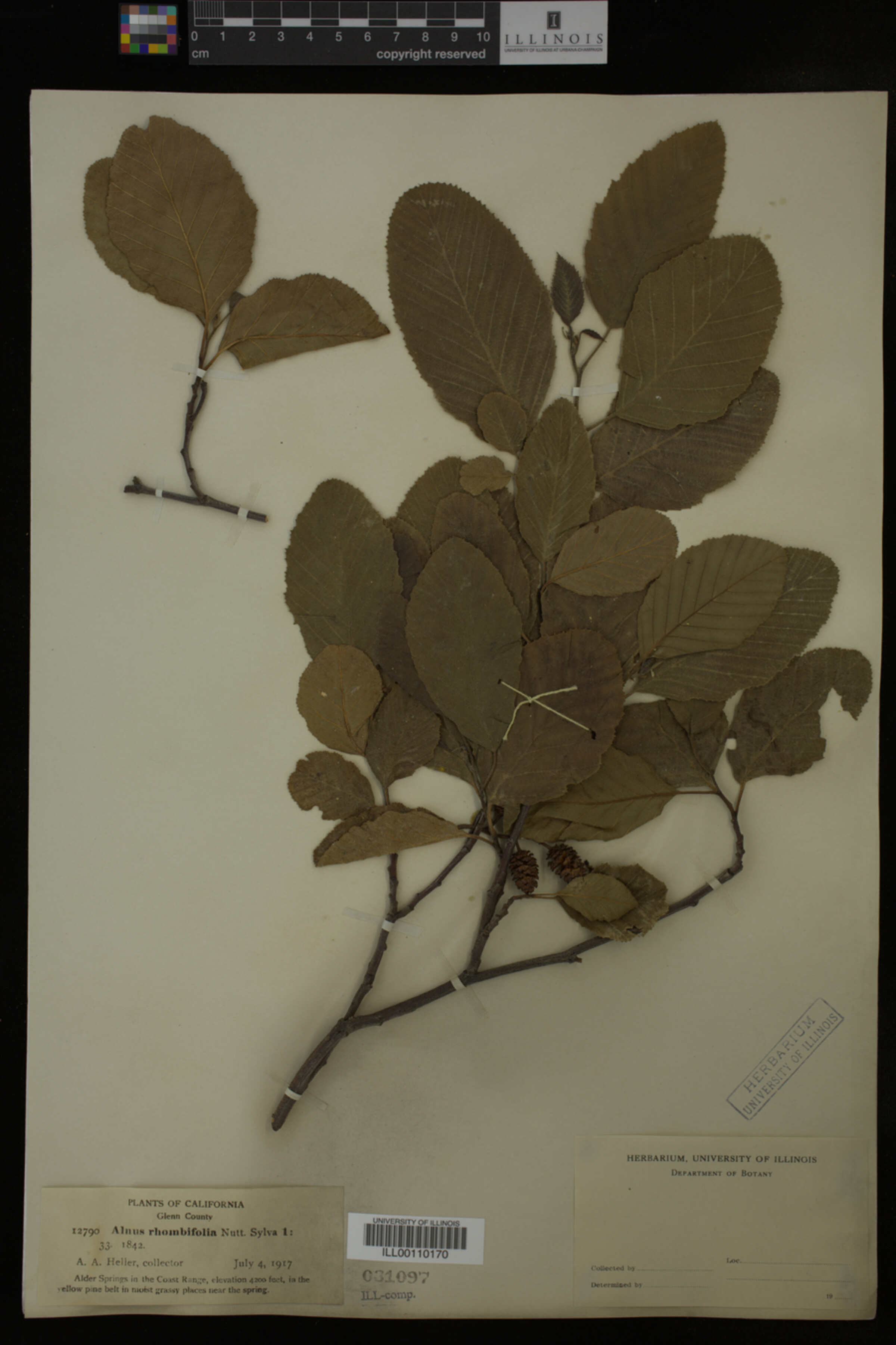 Alnus rhombifolia image