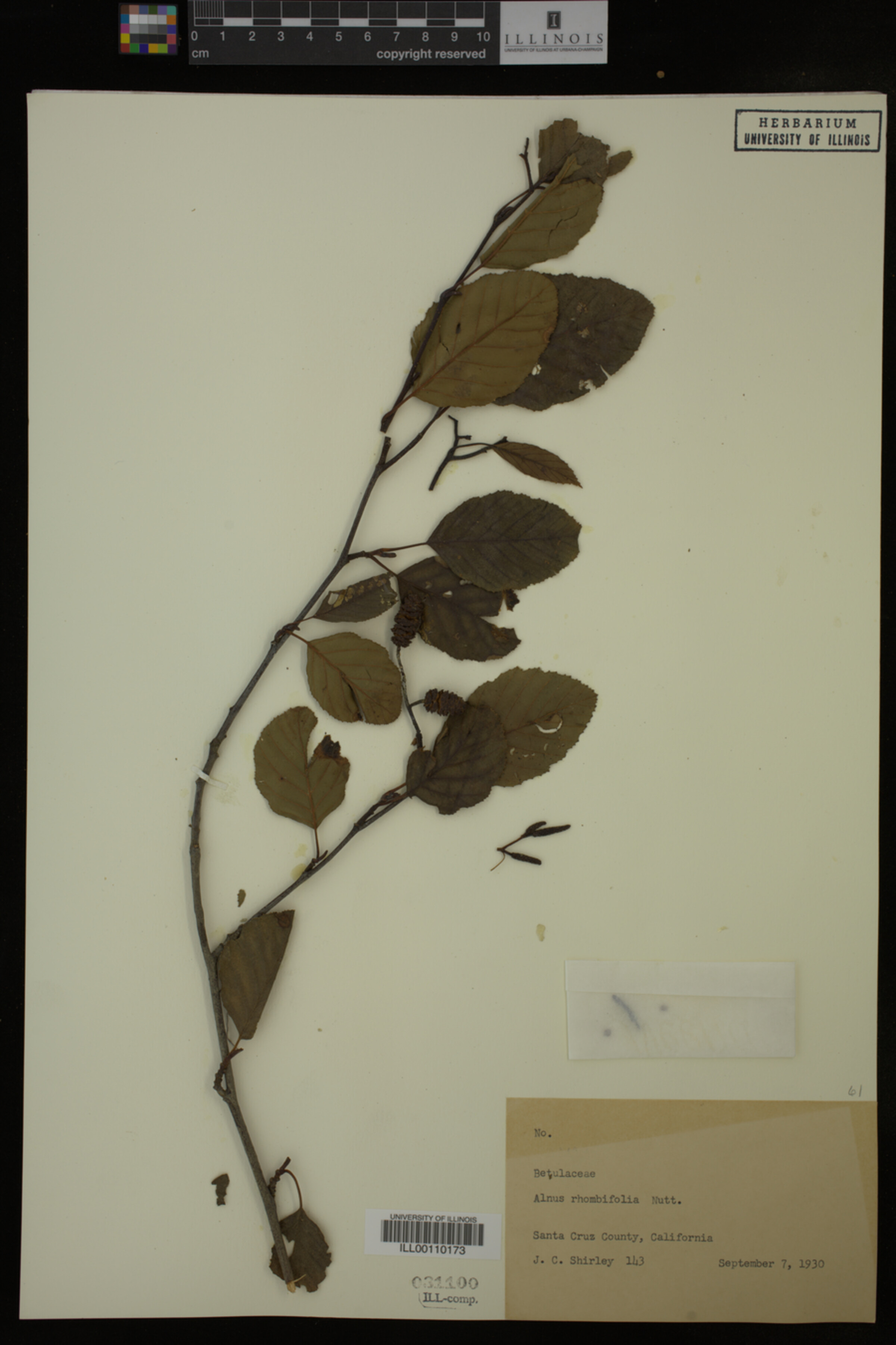 Alnus rhombifolia image