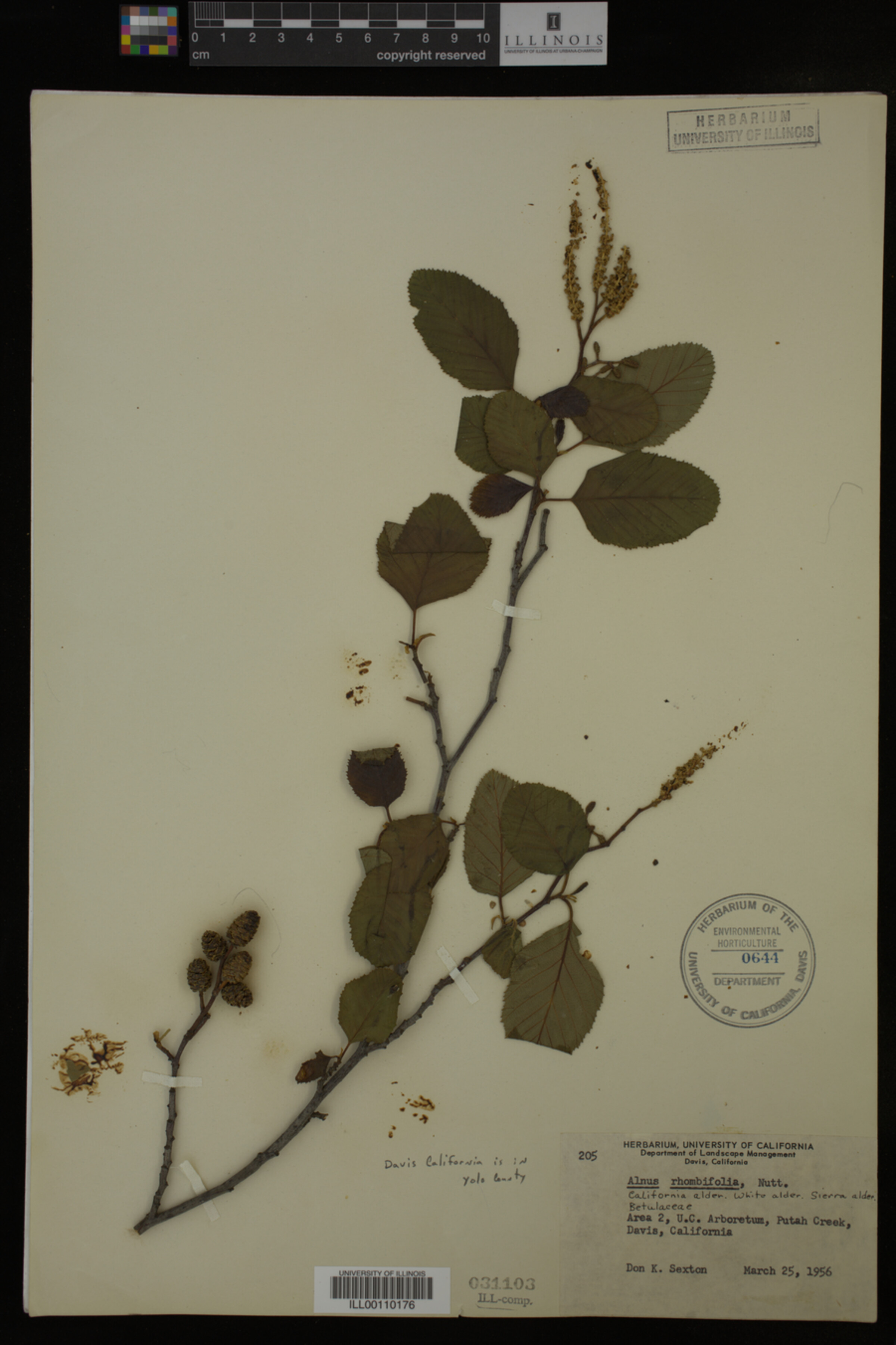 Alnus rhombifolia image