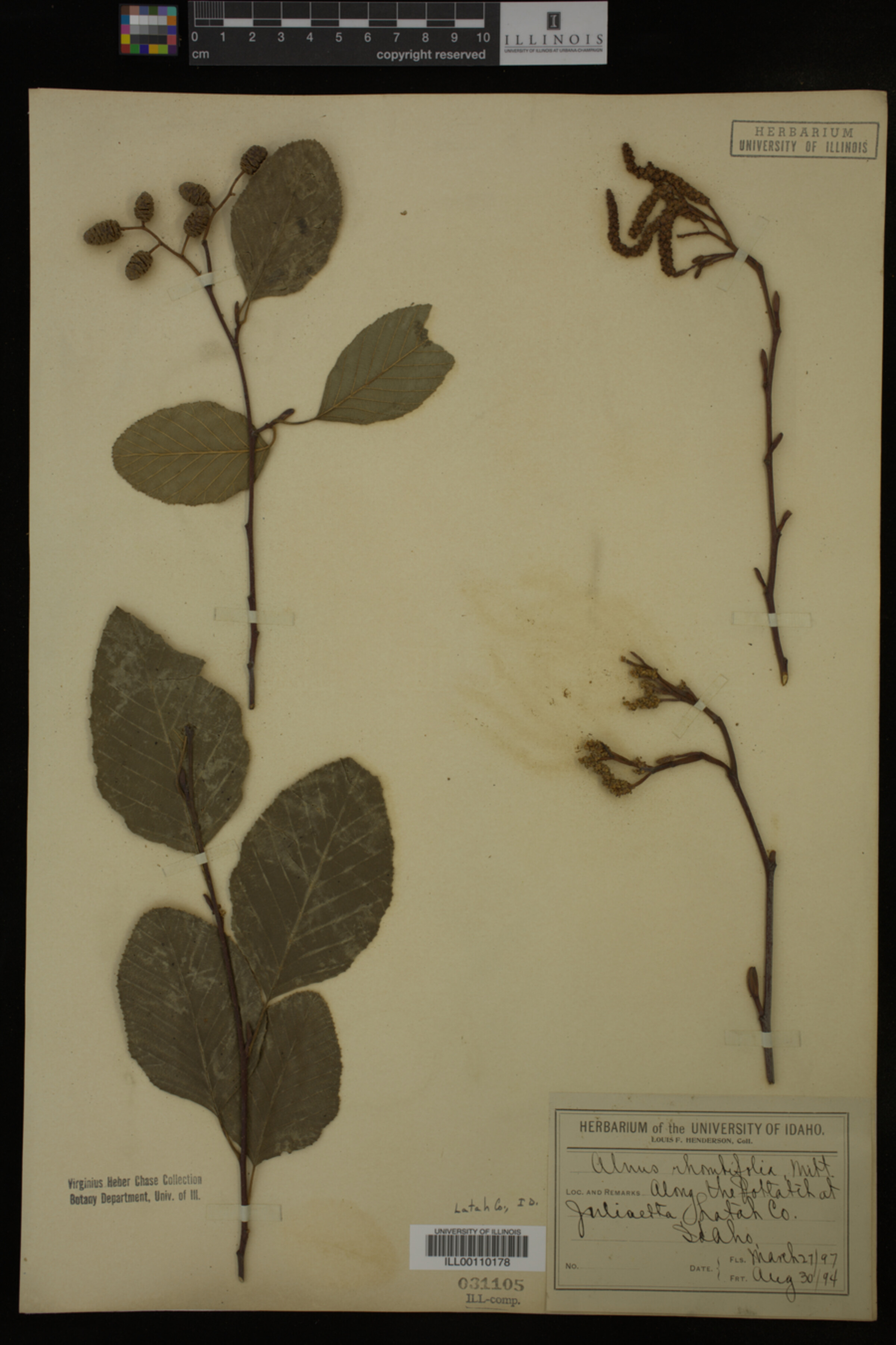 Alnus rhombifolia image