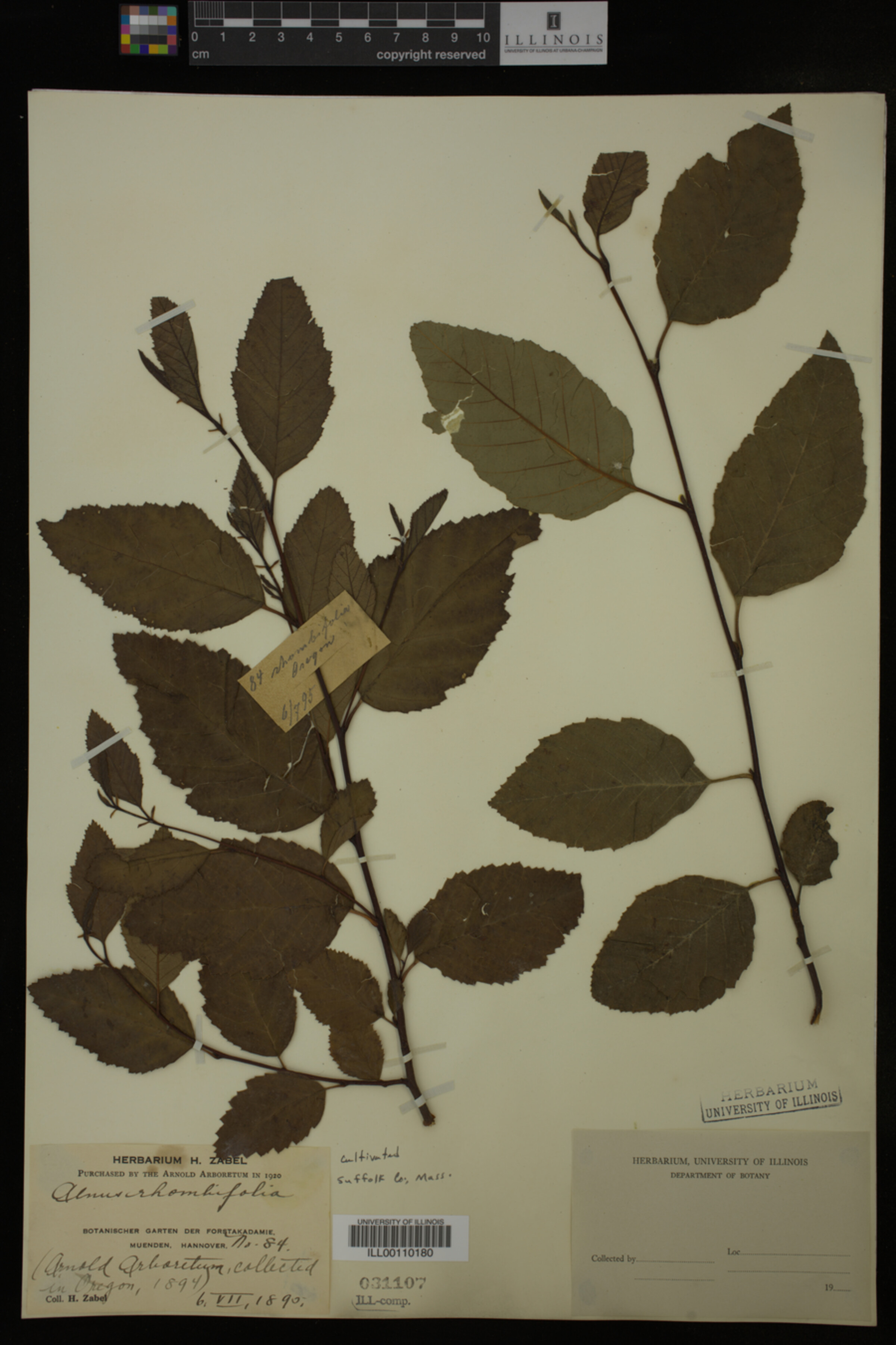 Alnus rhombifolia image